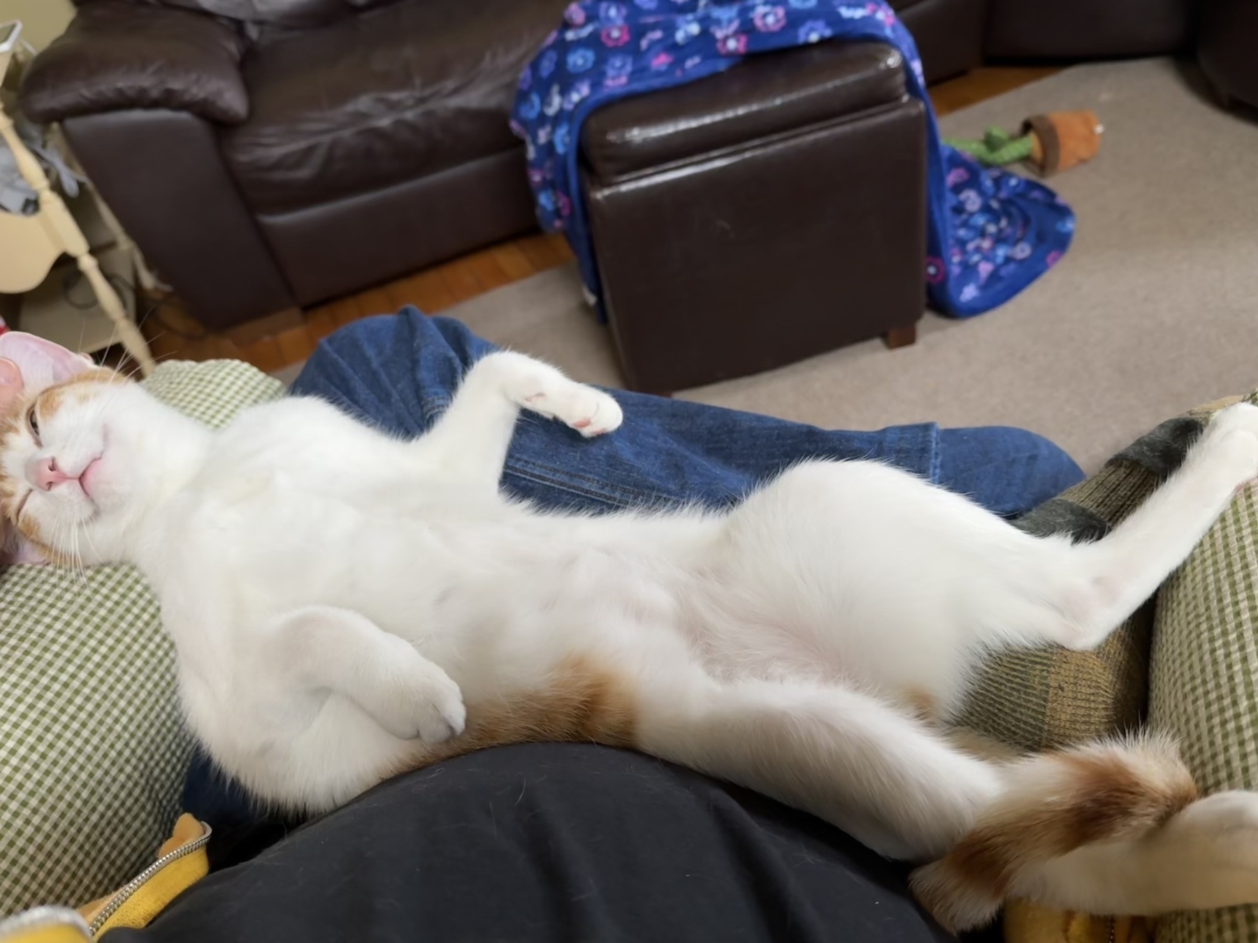 A relaxed cat is lying on its back on a person's lap in a cozy living room setting.