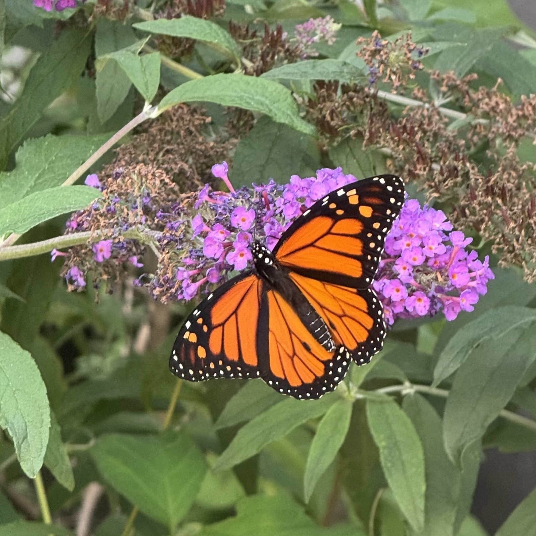 A monarch butterfly is perched on vibrant purple flowers surrounded by green leaves.