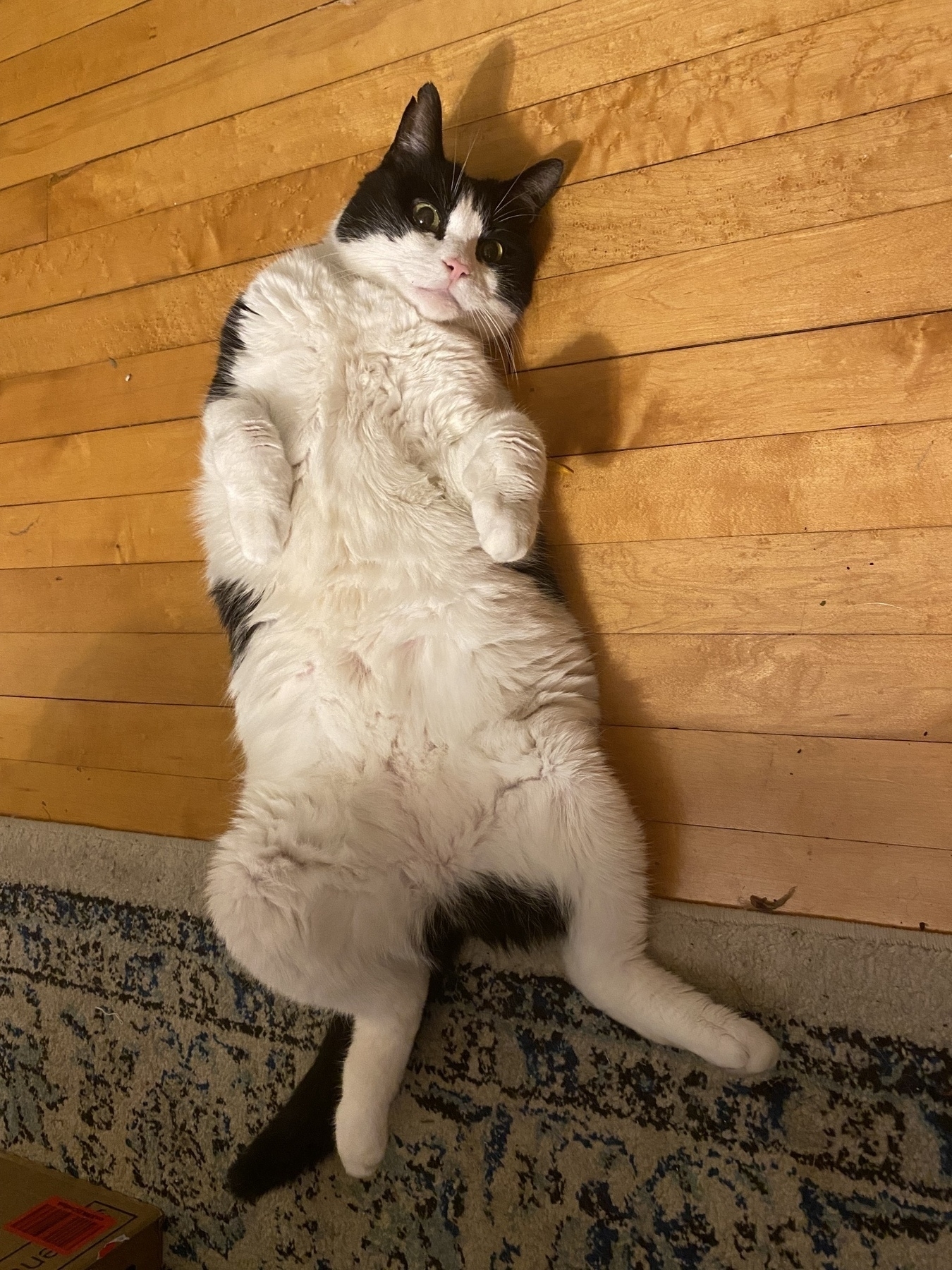 A black and white cat is lying on its back on a hardwood floor, looking relaxed and slightly playful.