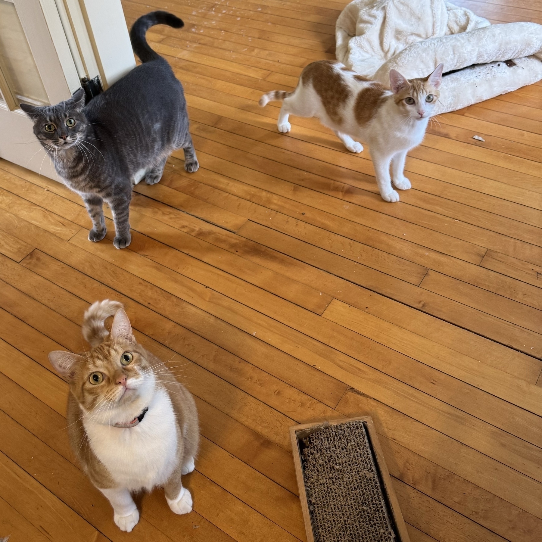 Three cats are playfully gathered on a wooden floor, with a cat scratcher nearby.