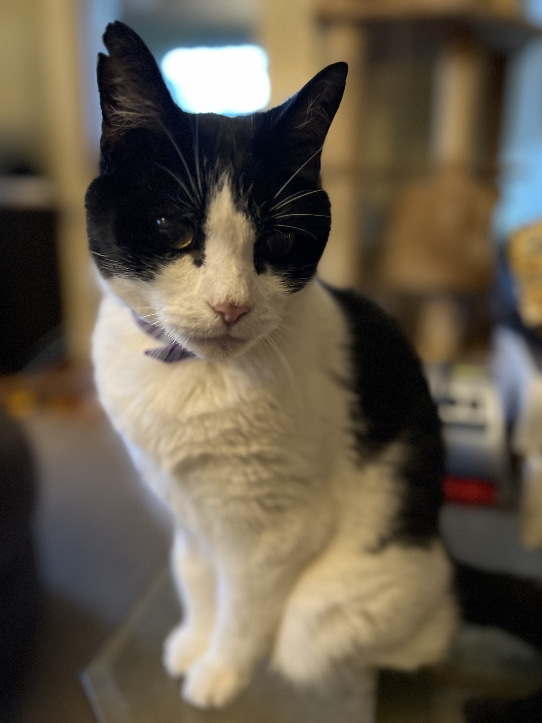 A black and white cat is sitting on a surface indoors, looking directly at the camera.