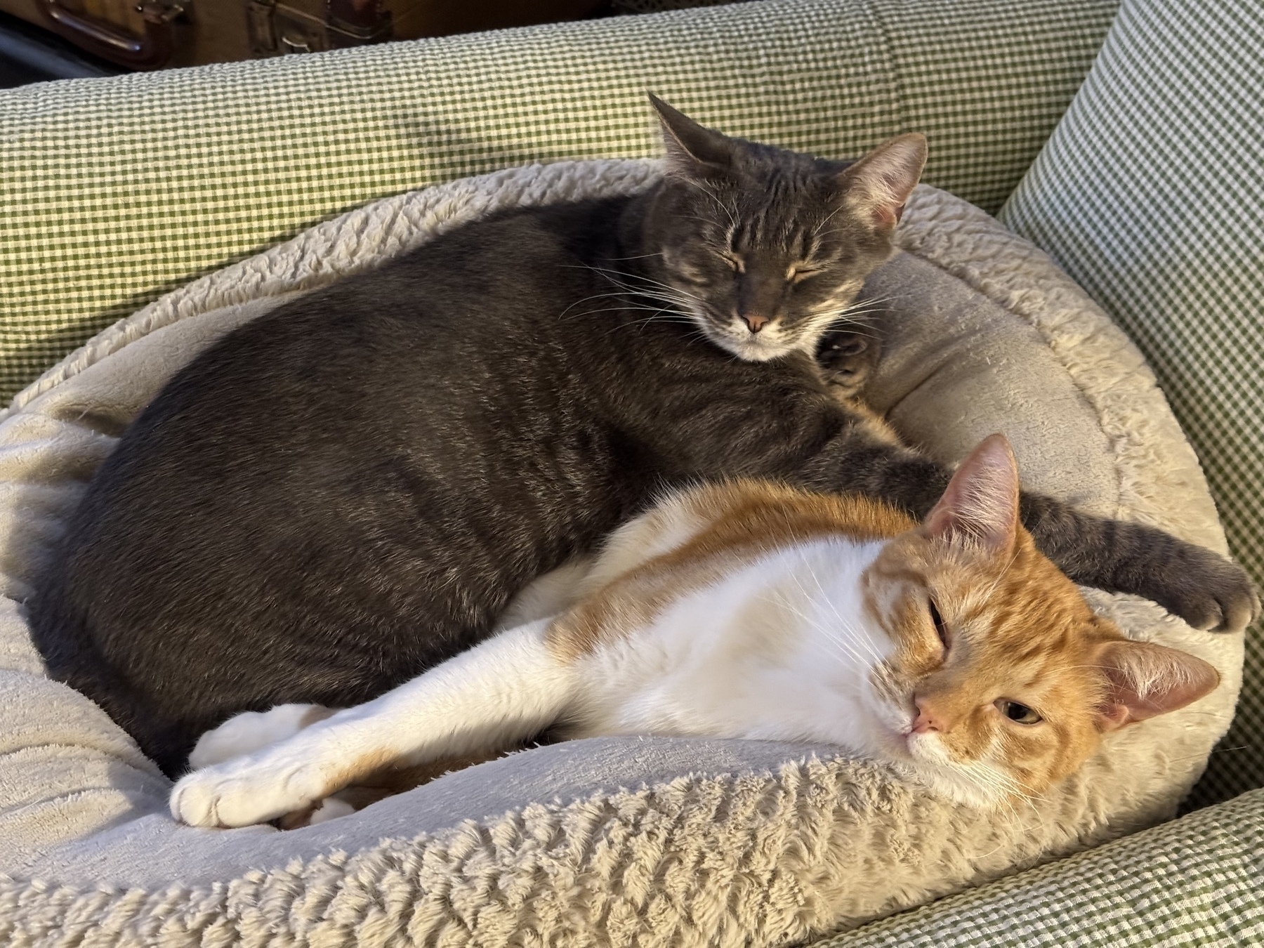 Two cats are comfortably snuggled together in a plush cat bed on a chair. 