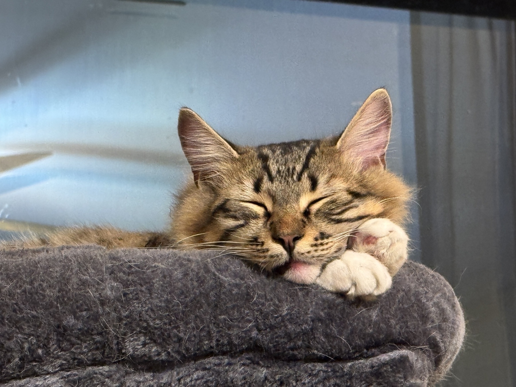 A fluffy cat is peacefully sleeping with its head resting on its paw on a soft, gray surface.