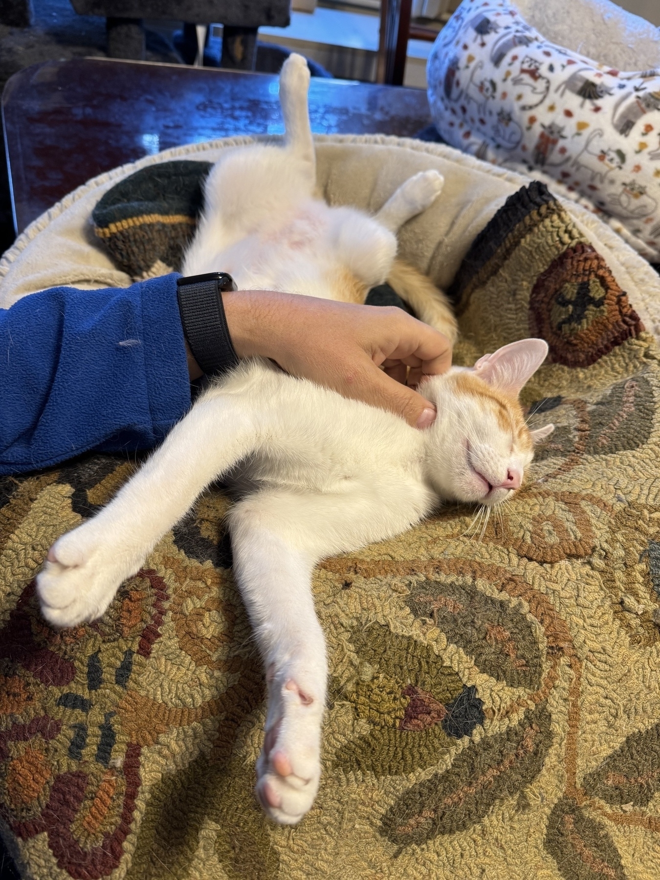 A relaxed cat is lying on its back in a cozy bed, being petted by a person.