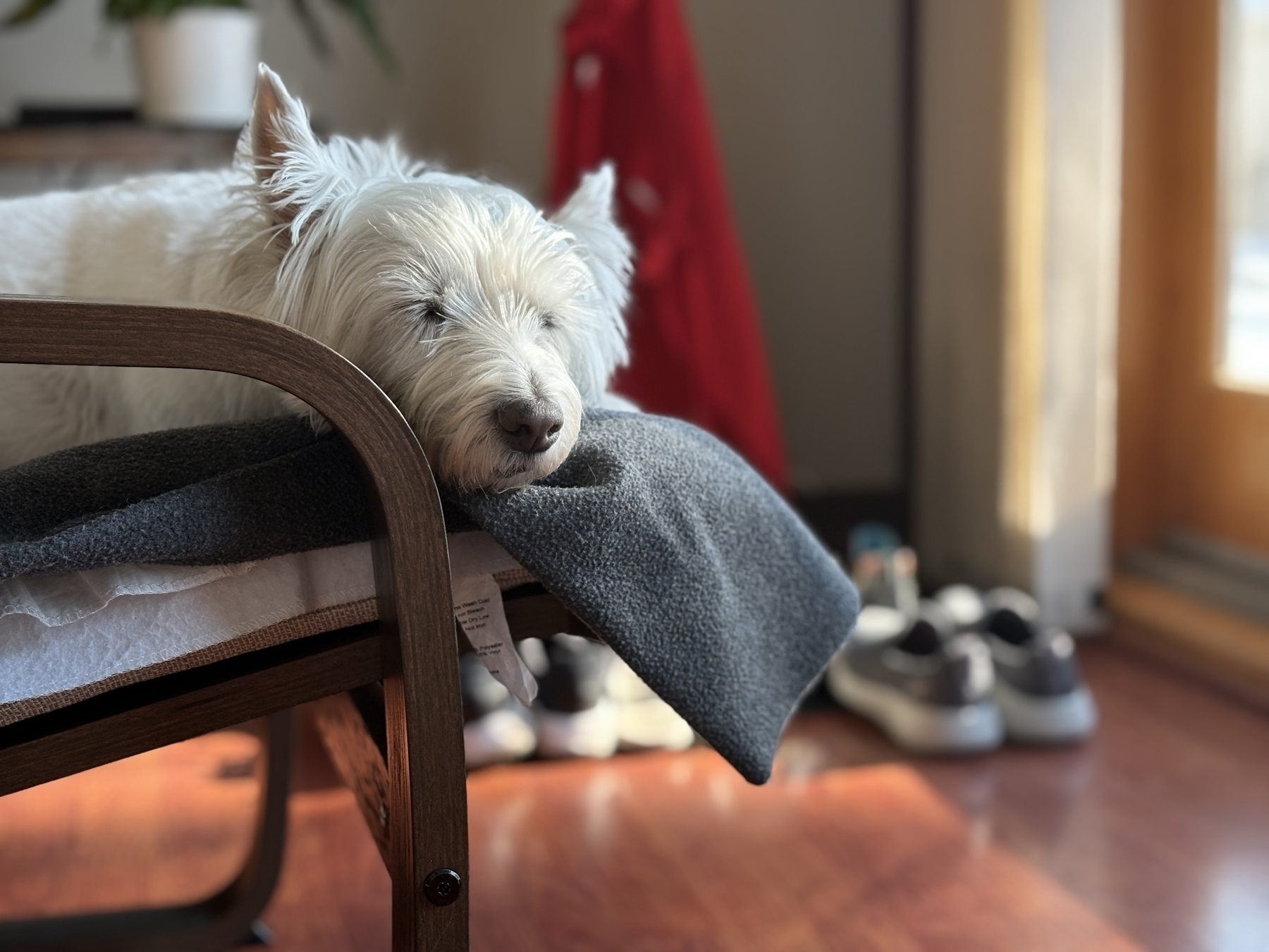 Auto-generated description: A white dog is sleeping on a cushioned chair with a gray blanket, surrounded by shoes in a sunlit room.