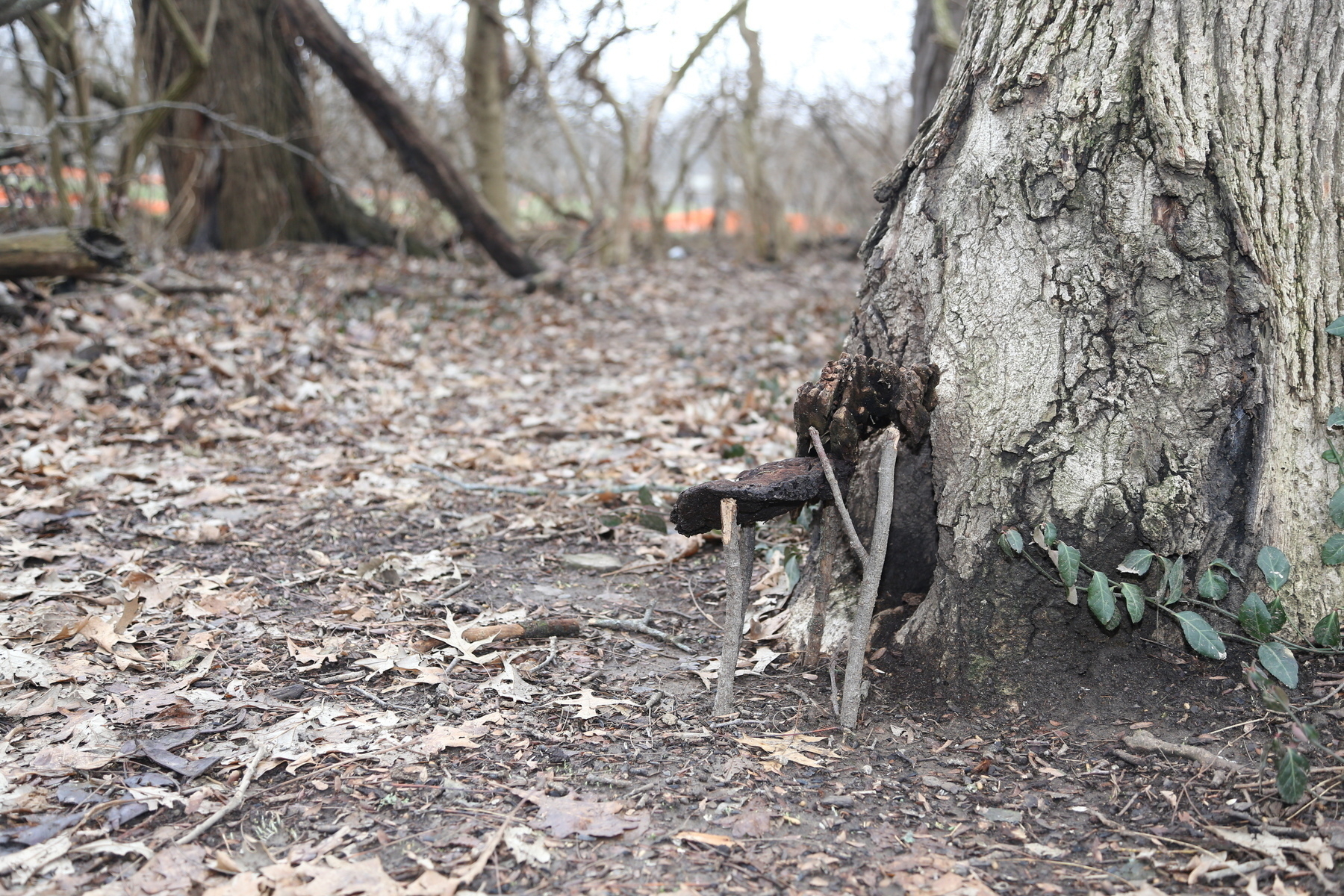 Auto-generated description: A miniature door with a ladder is nestled at the base of a tree in a woodland area.