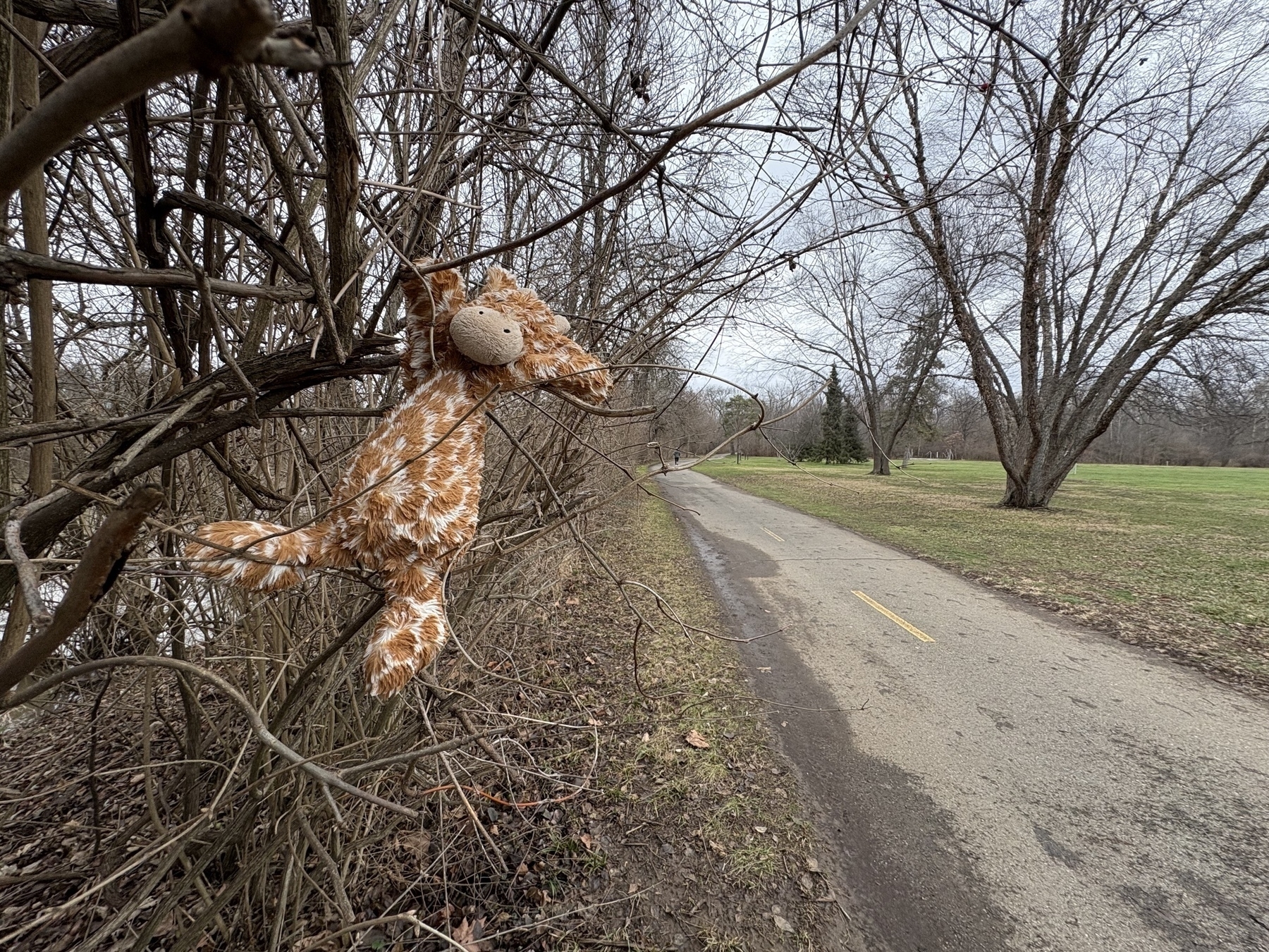 Auto-generated description: A plush giraffe toy is hanging from a tree branch beside a paved path in a park-like area with leafless trees.