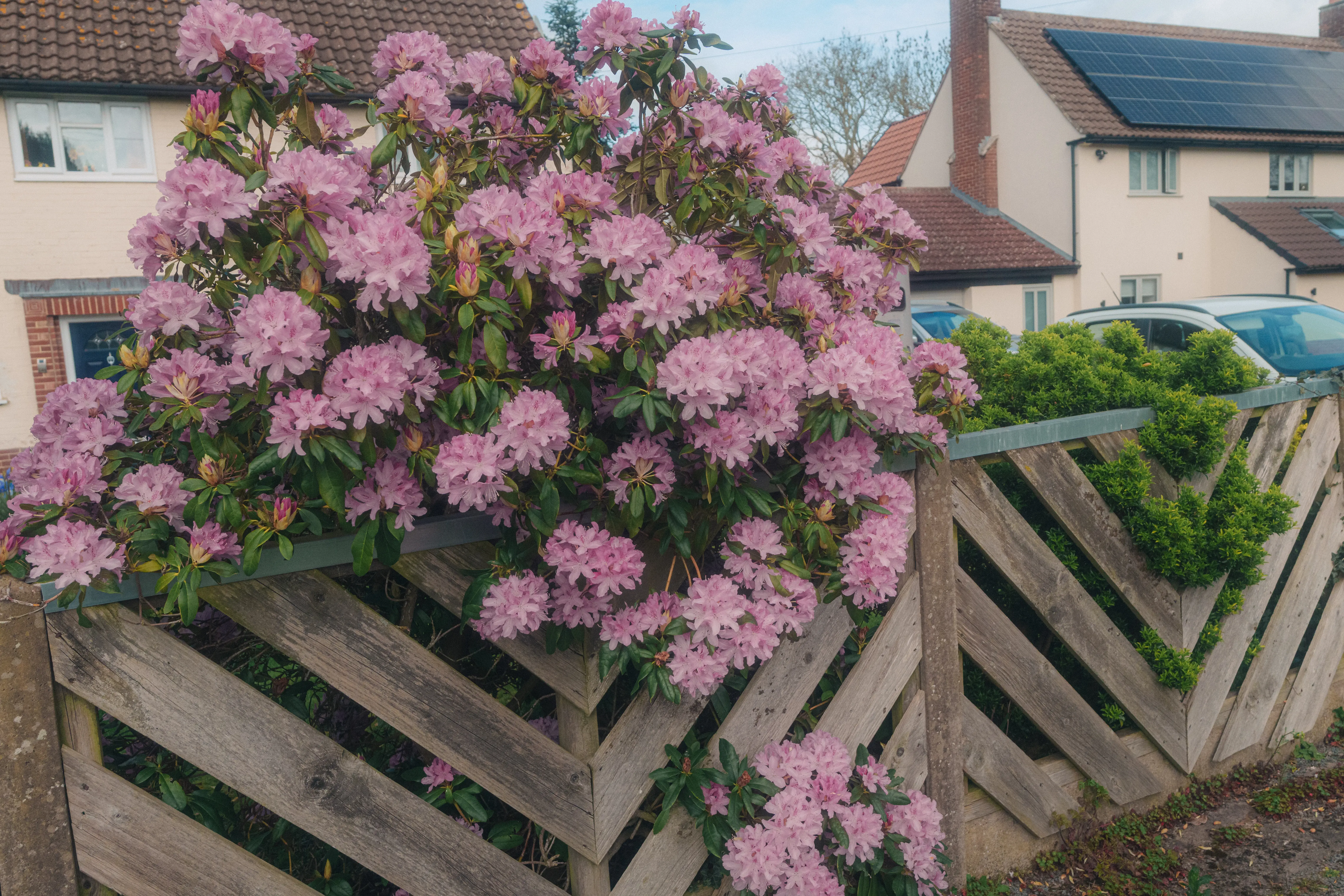 A lush bush with pink flowers grows over a wooden diagonal fence in front of houses with tiled roofs.