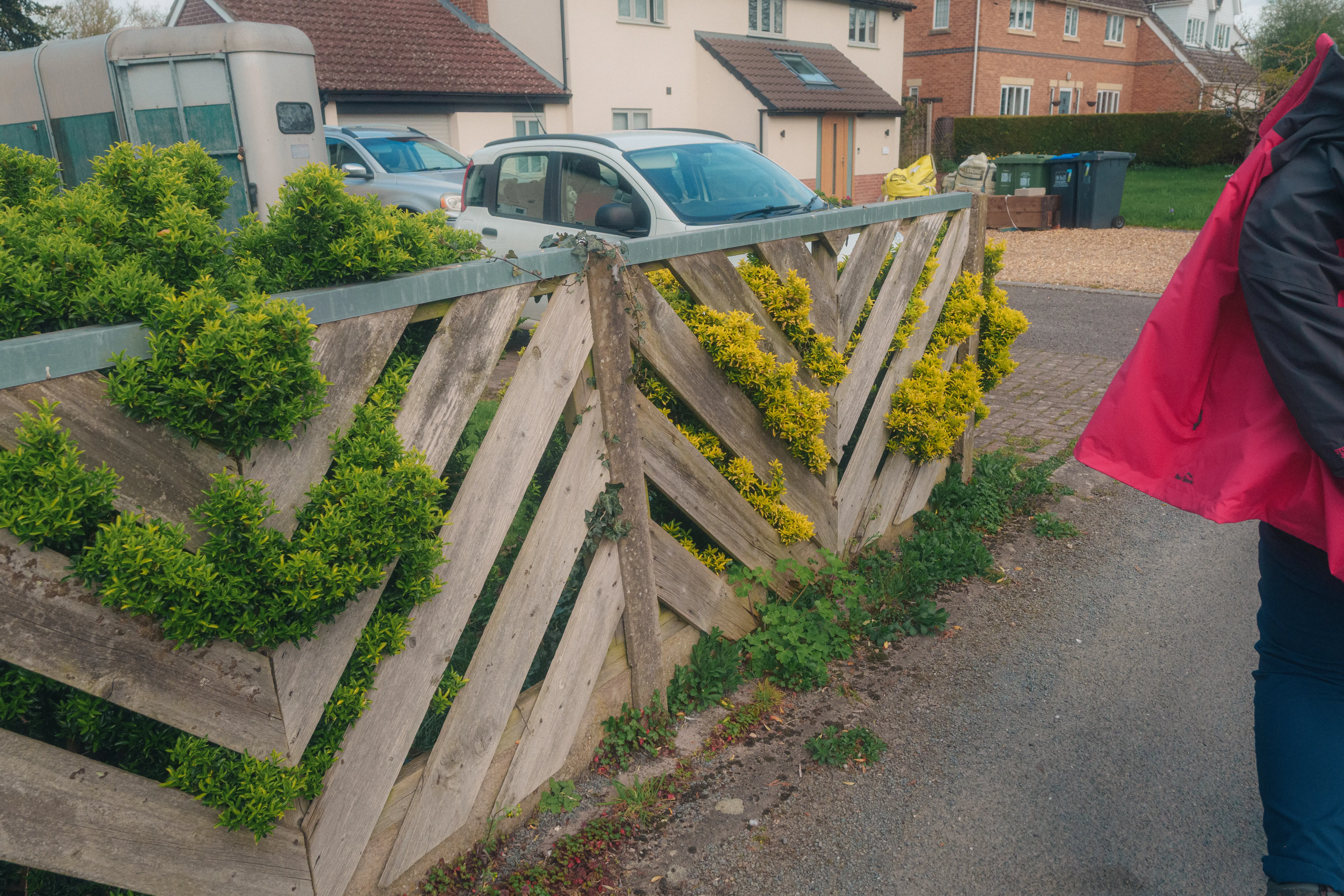 A wooden fence with diagonal slats is partially overgrown with green and yellow plants, situated near a paved road and residential houses.