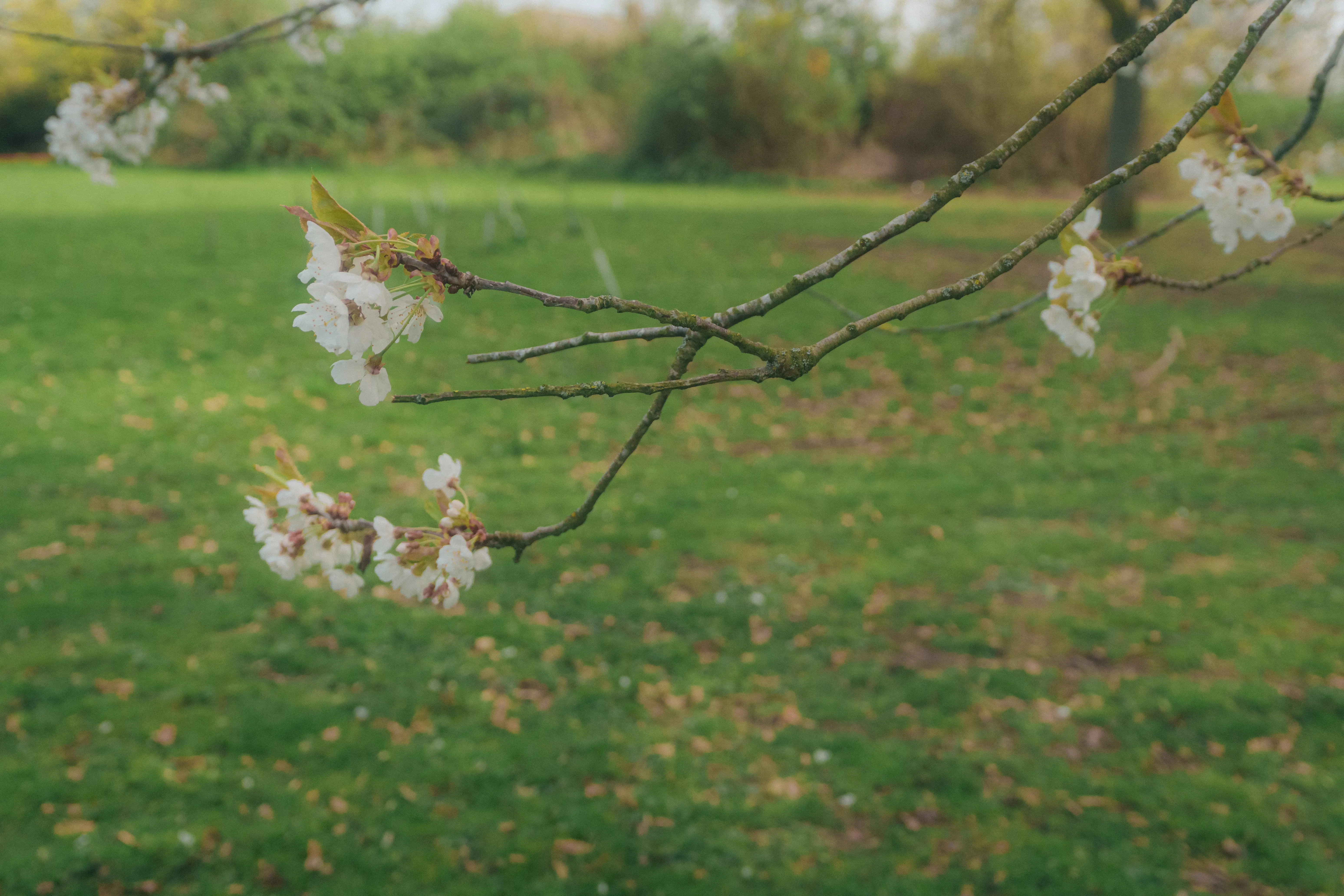 Branches with white blossoms extend toward a grassy field in a park setting.