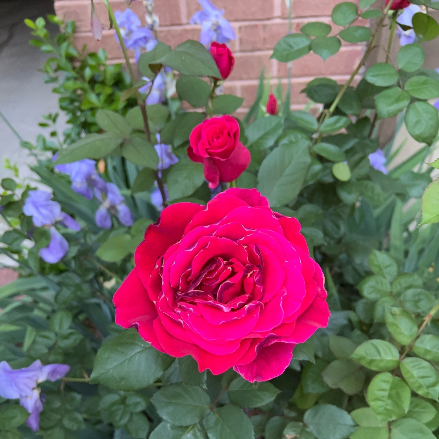 rose in bloom