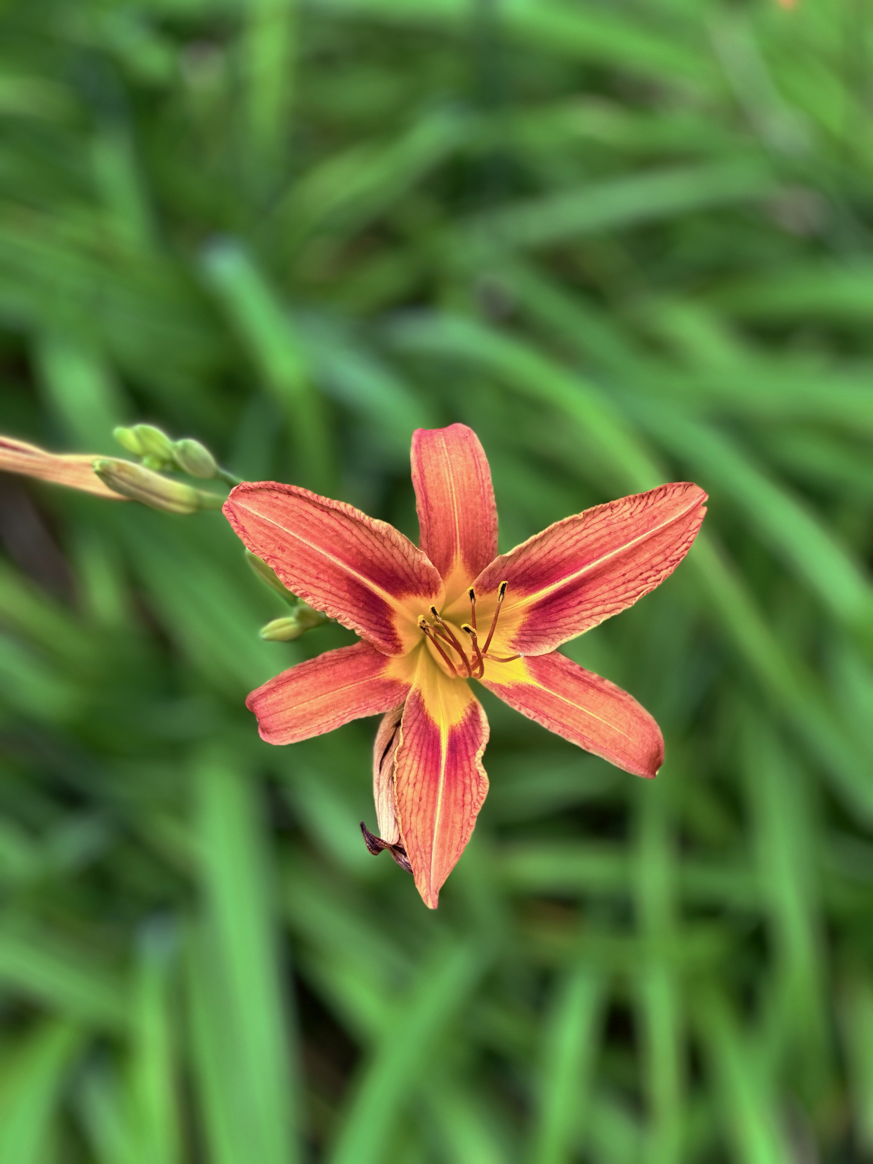 Orange and red lily 