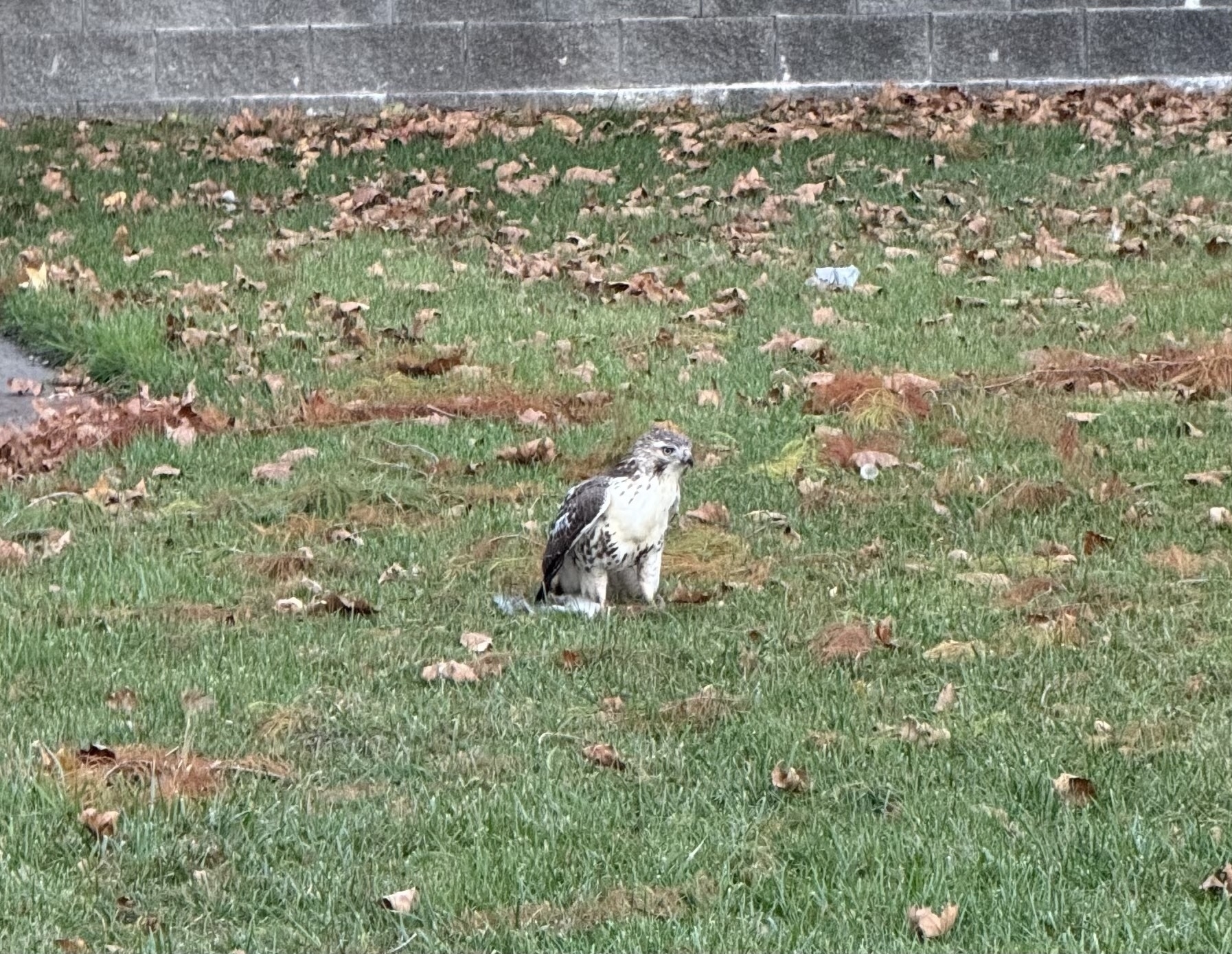 Some hawk or falcon. 