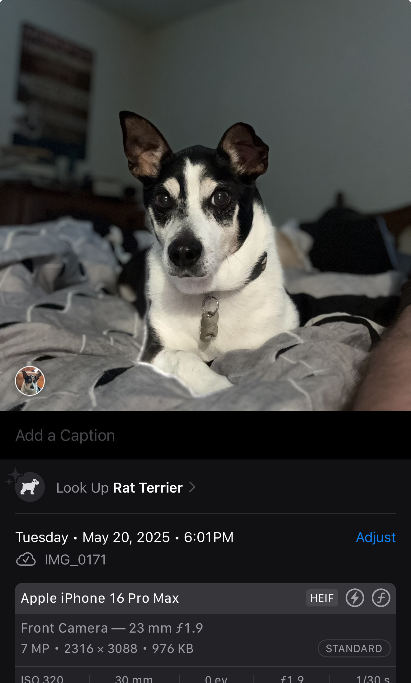 My dog Spike with the photos app showing he’s a rat terrier. 