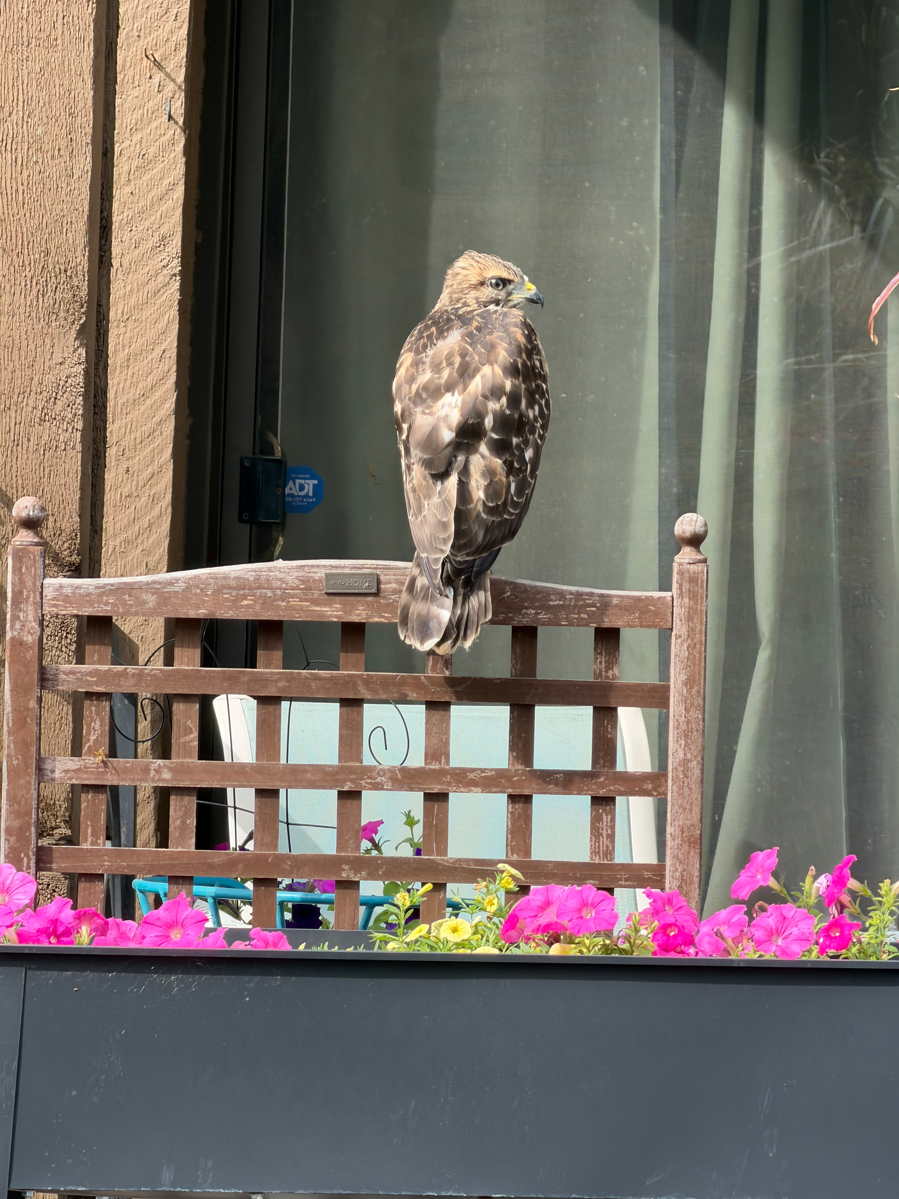 A large bird is perched on a wooden chair surrounded by colorful flowers.