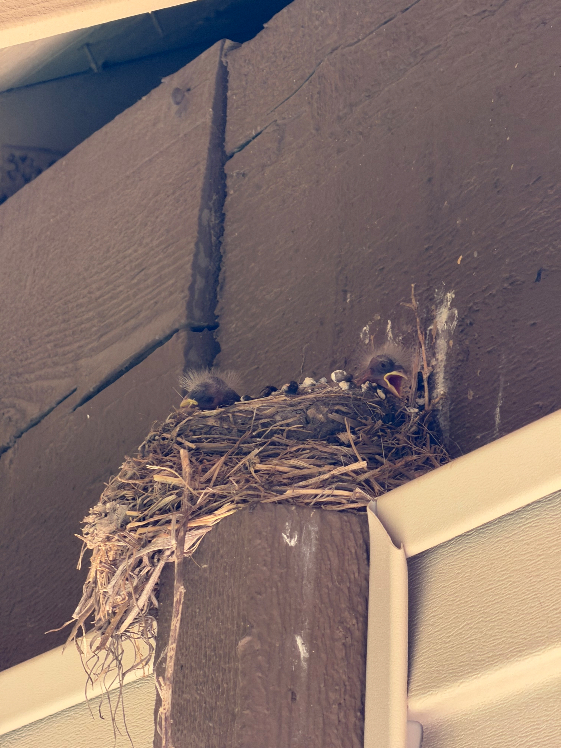 A bird's nest with a baby bird is perched on a wooden beam under a roof.
