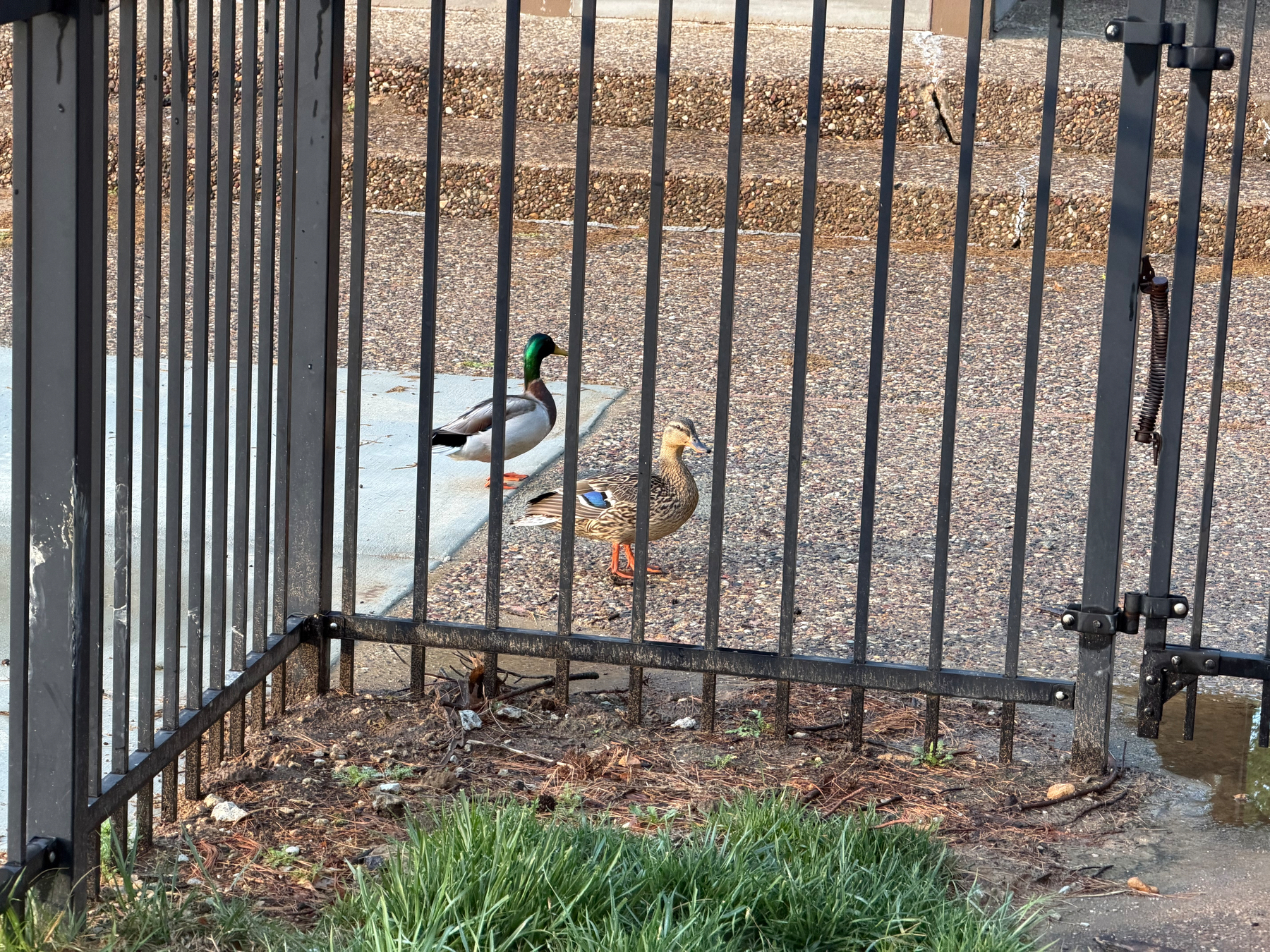 A pair of ducks is walking on a paved surface behind a metal fence, with grass visible in the foreground.