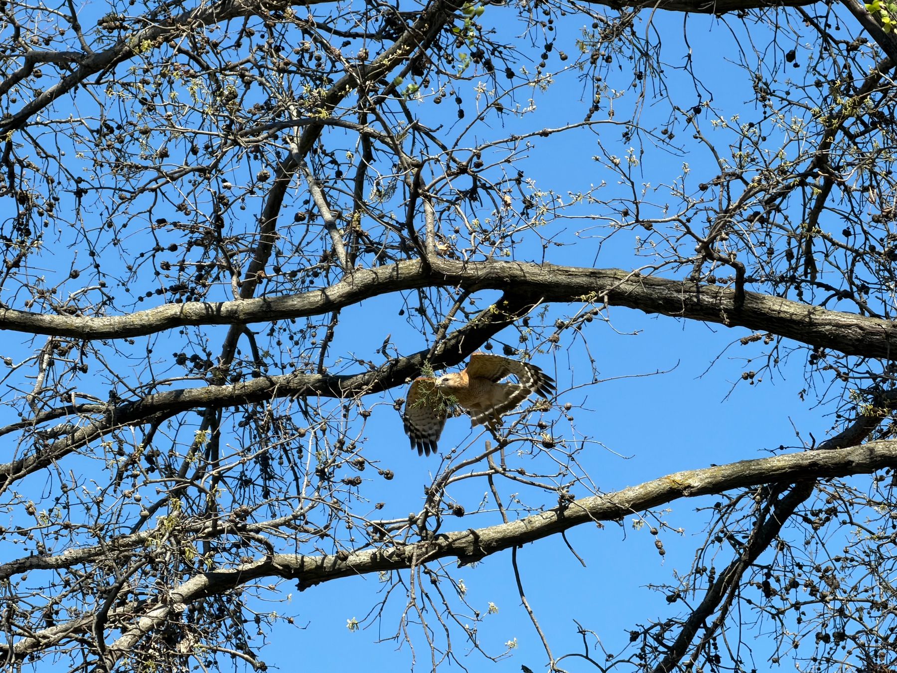 A bird is perched on the branches of a tree with a clear blue sky in the background.