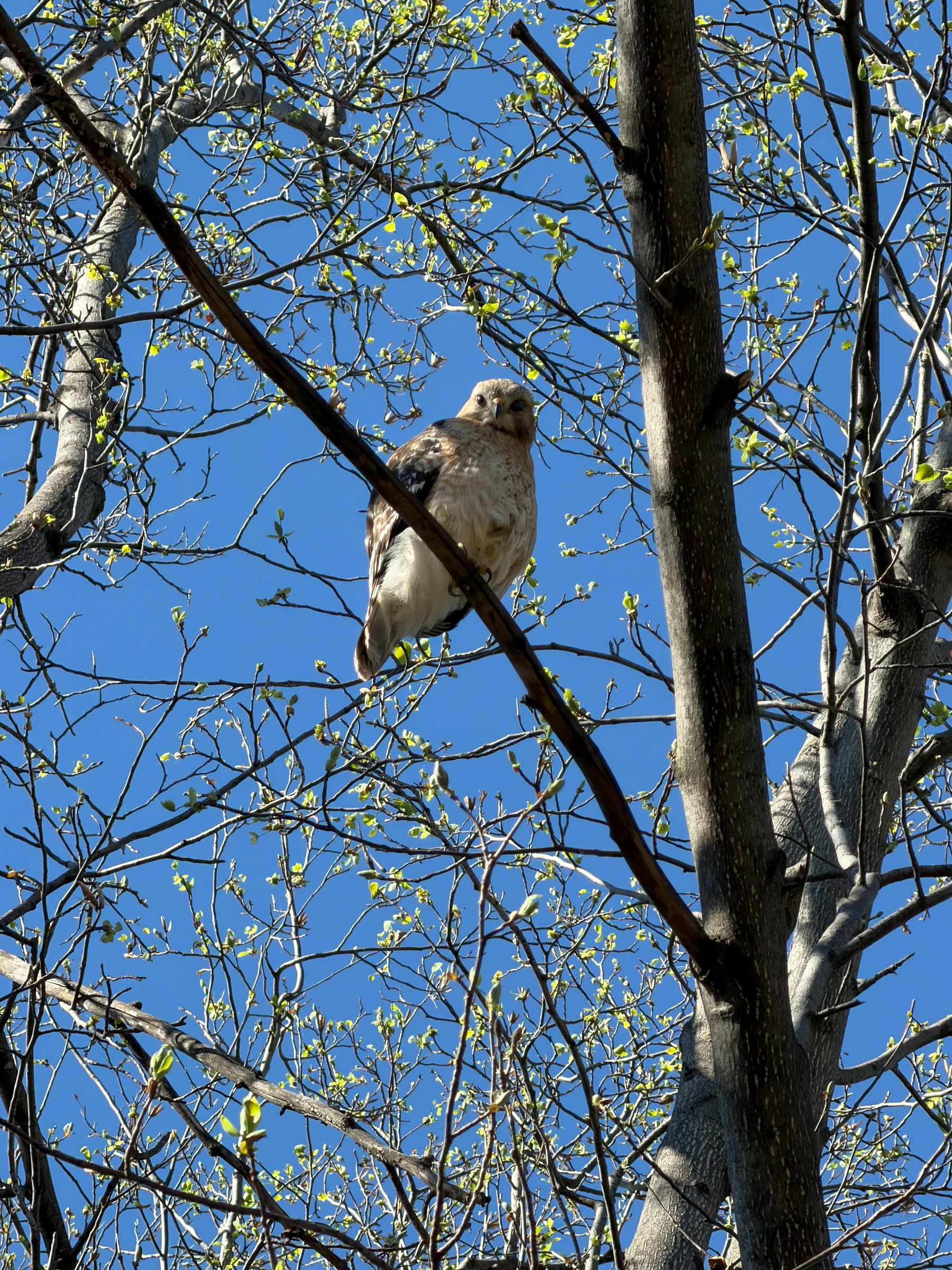 A hawk is perched on a branch amidst trees with budding leaves against a clear blue sky.
