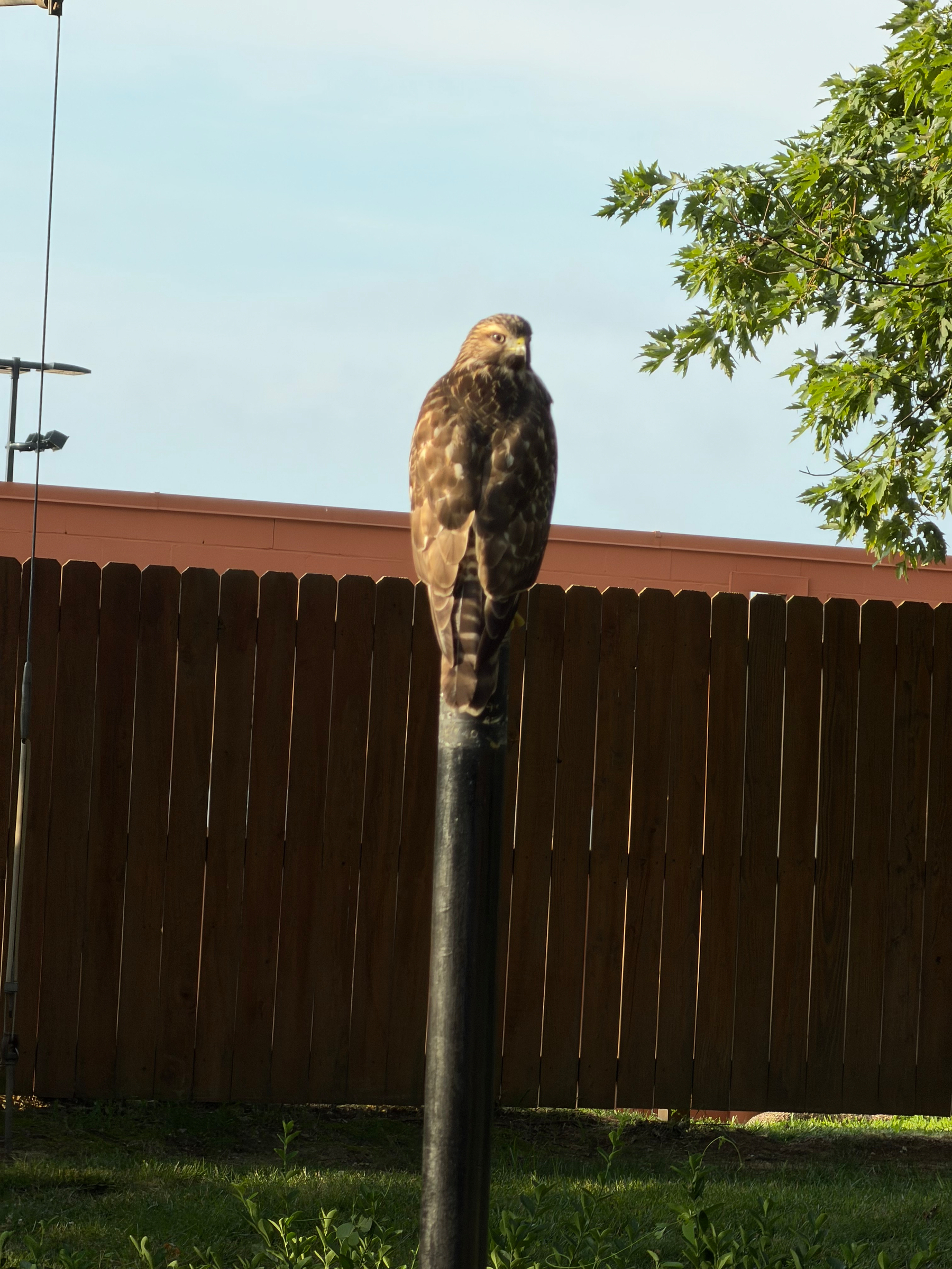 A bird of prey is perched on top of a black pole in a backyard with a wooden fence and some greenery.