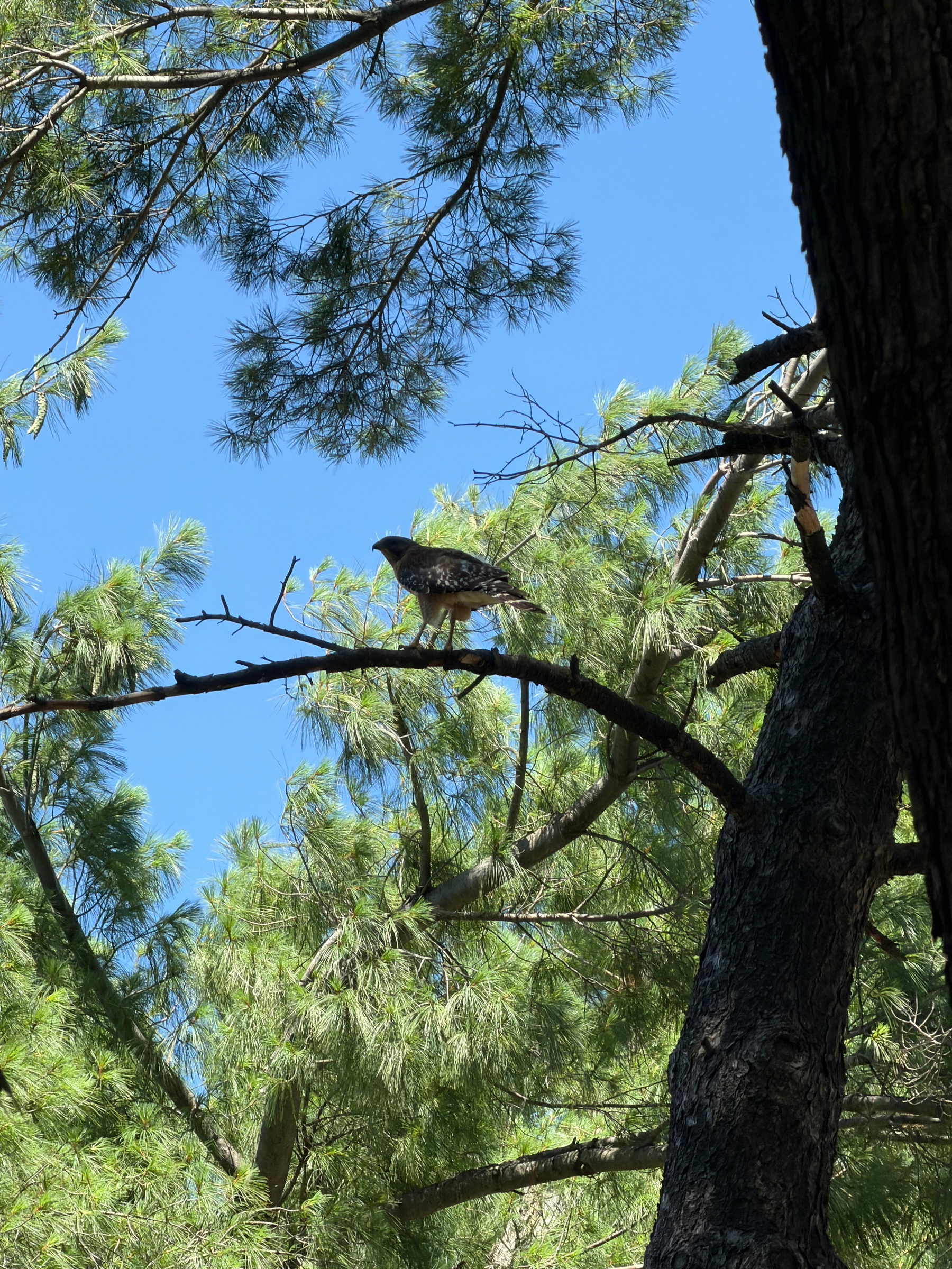 A bird is perched on a tree branch surrounded by lush green pine needles against a clear blue sky.