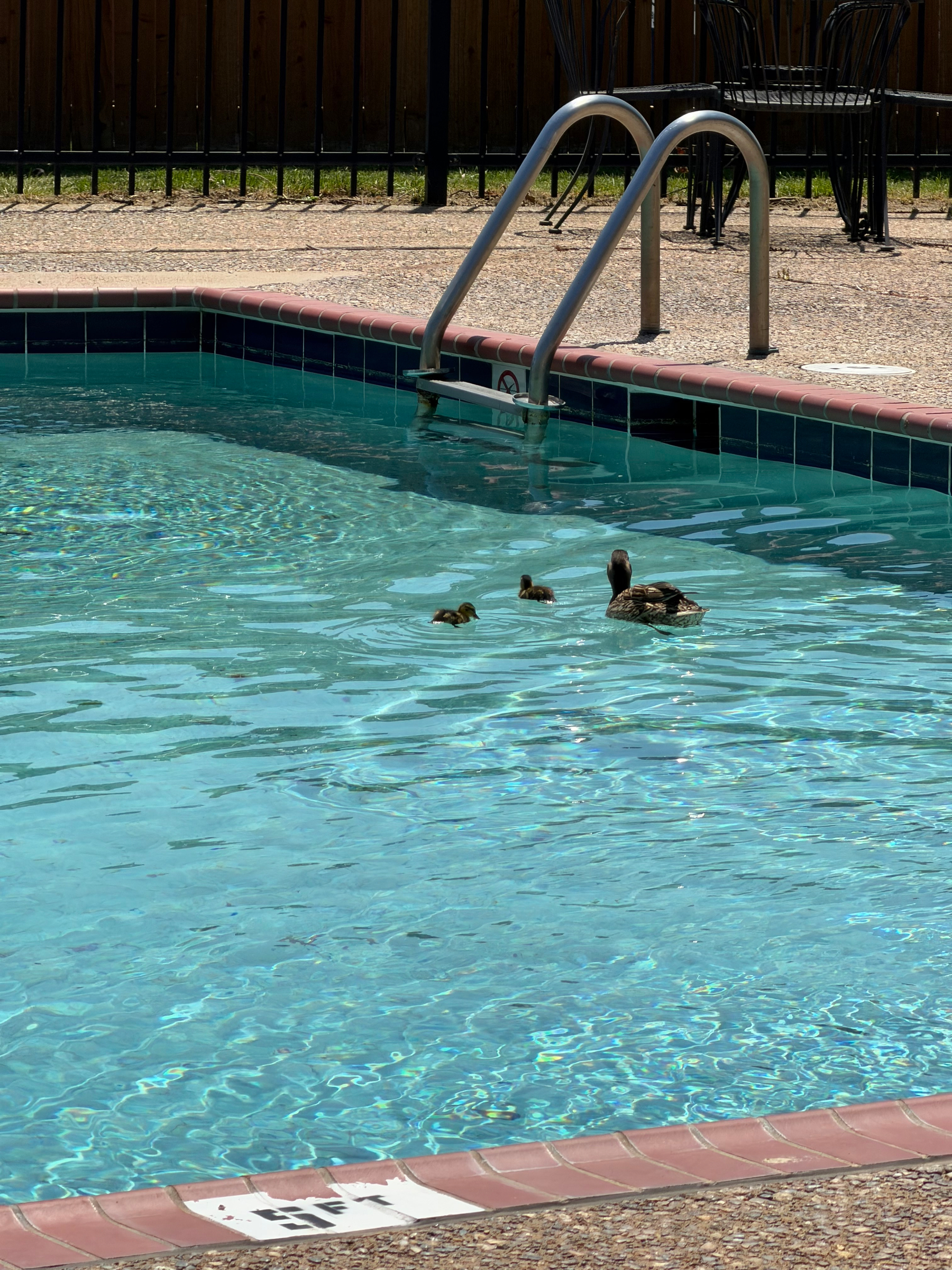 A duck and several ducklings are swimming in a swimming pool near a metal ladder.