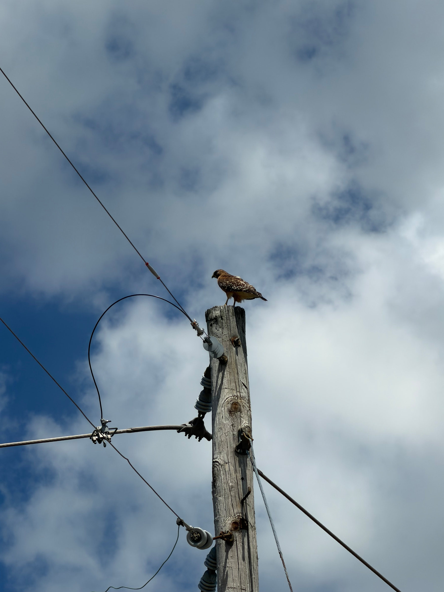 A bird is perched on a wooden utility pole against a backdrop of a cloudy sky.