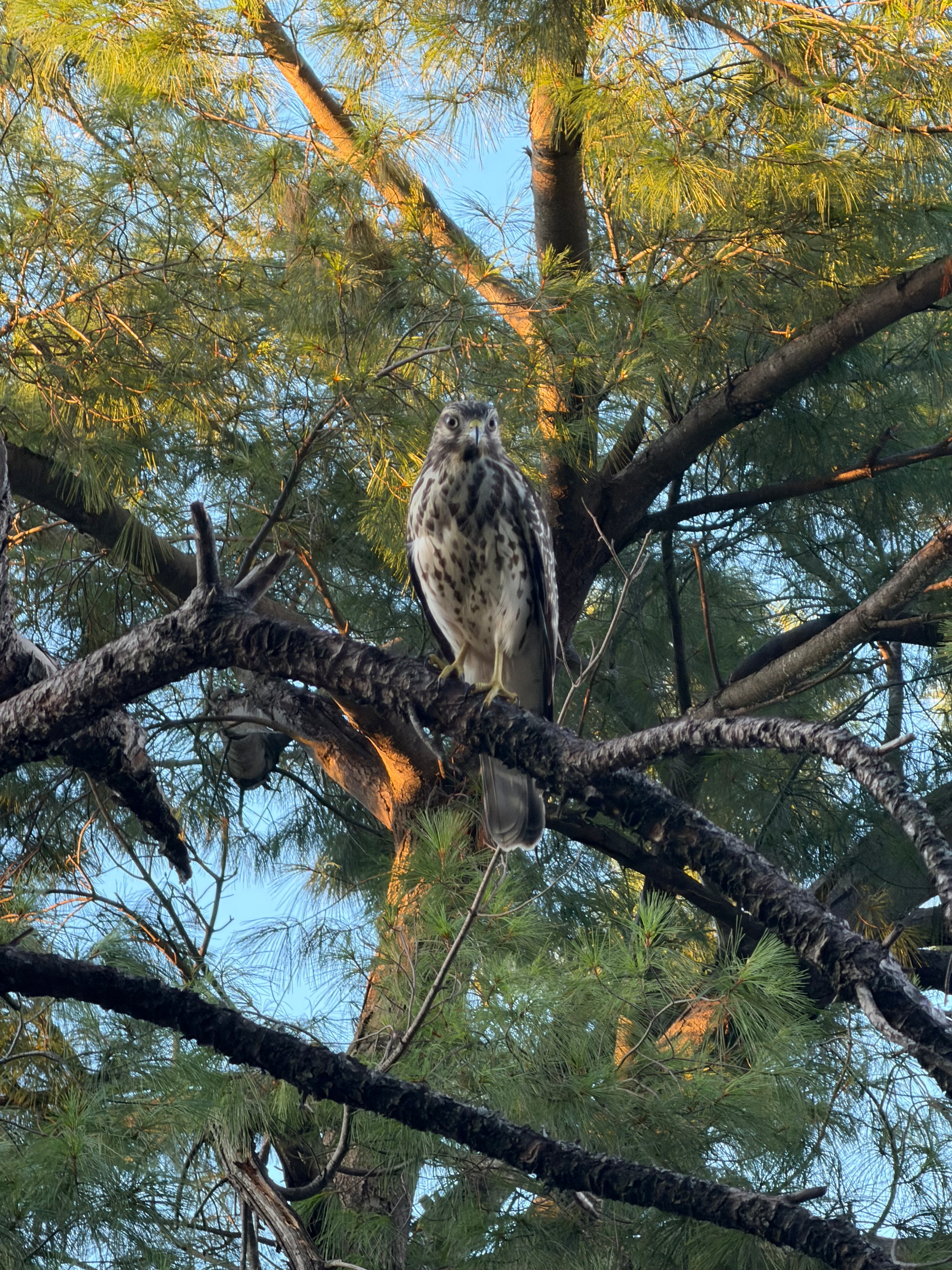 A bird of prey with speckled plumage is perched on a tree branch amid green pine needles under a clear sky.