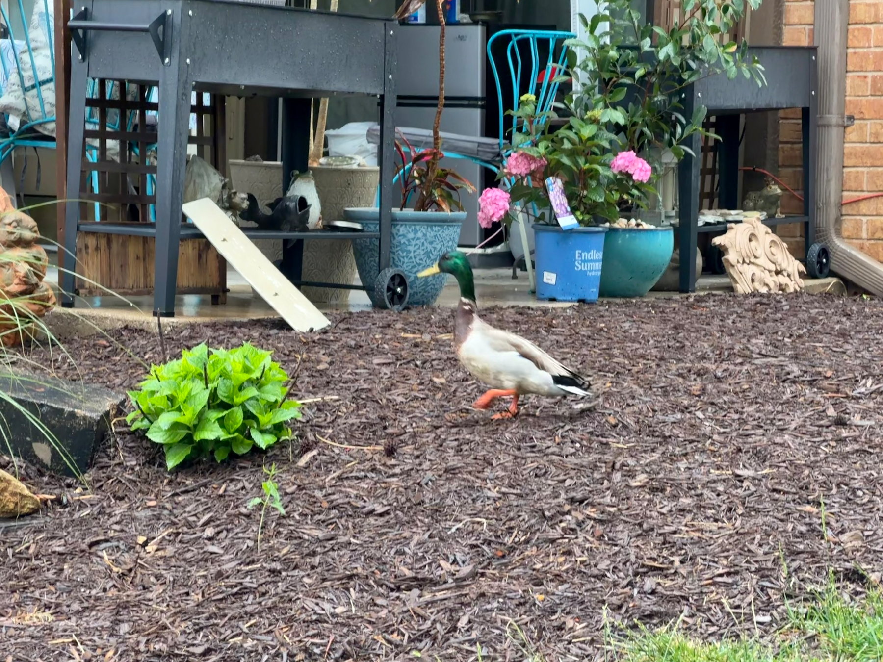 A duck is walking in a garden area with various potted plants and outdoor furniture in the background.