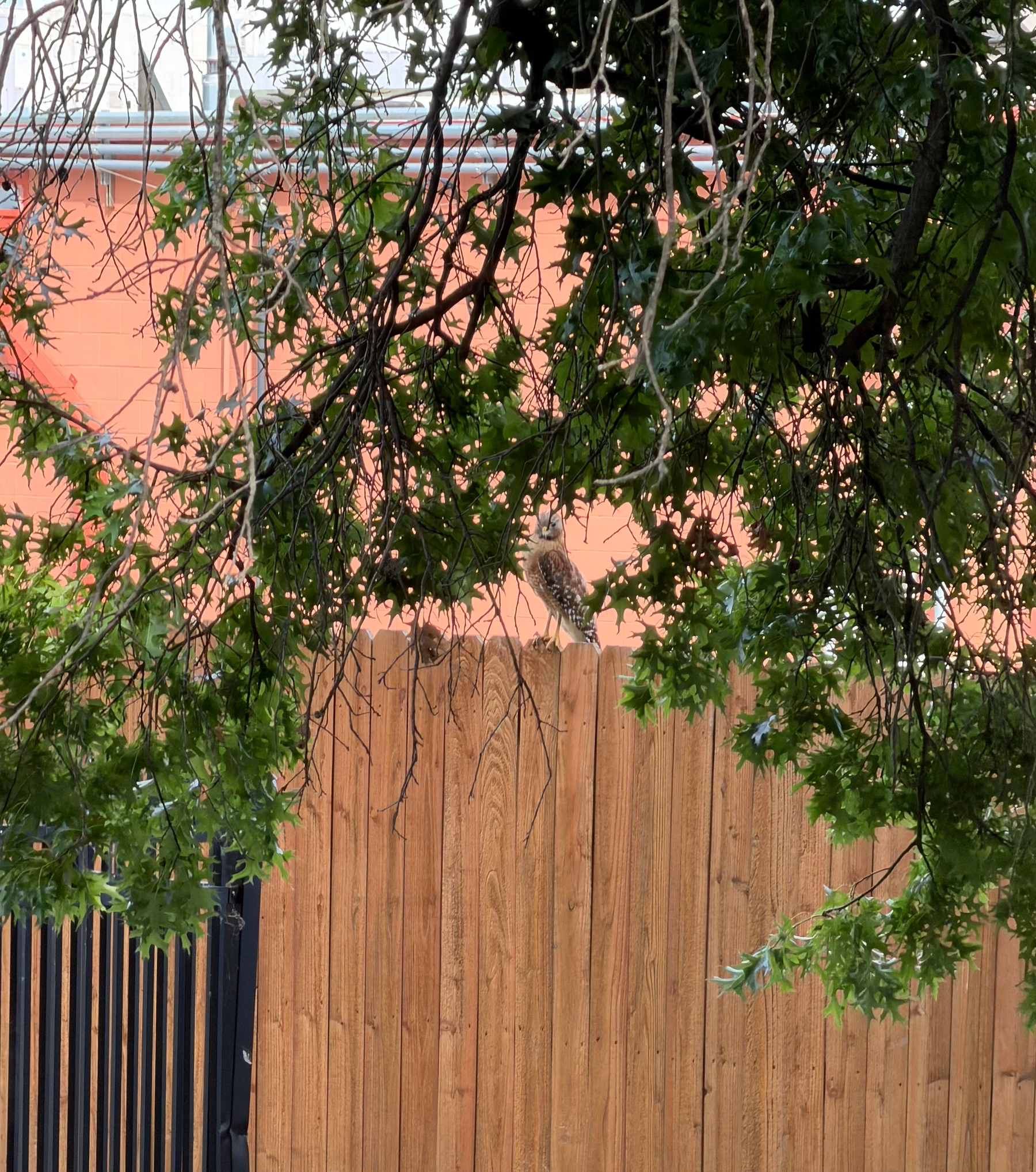 A small bird is perched on a wooden fence surrounded by leafy branches.