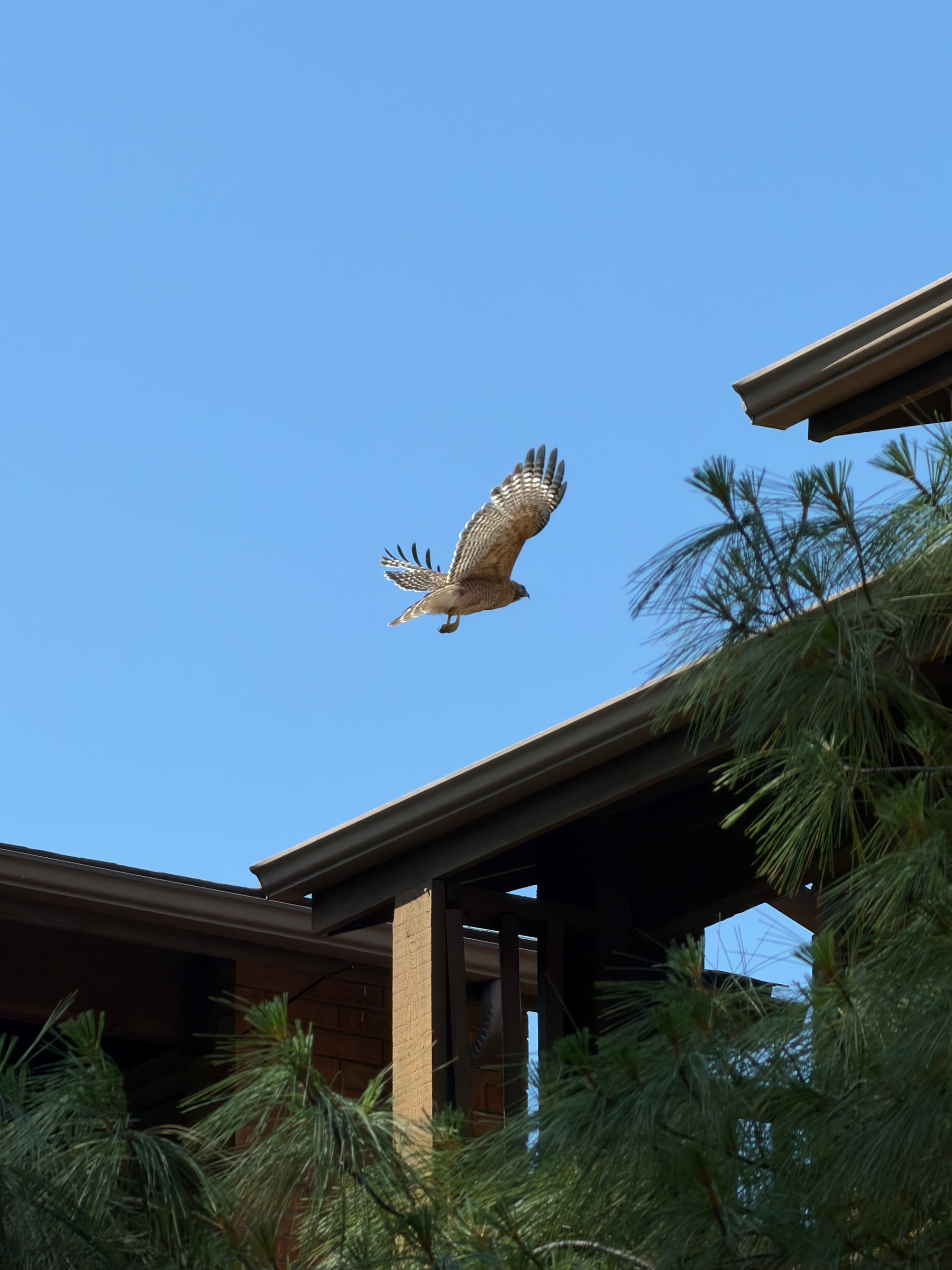 A hawk soars above a wooden structure with green foliage against a clear blue sky.