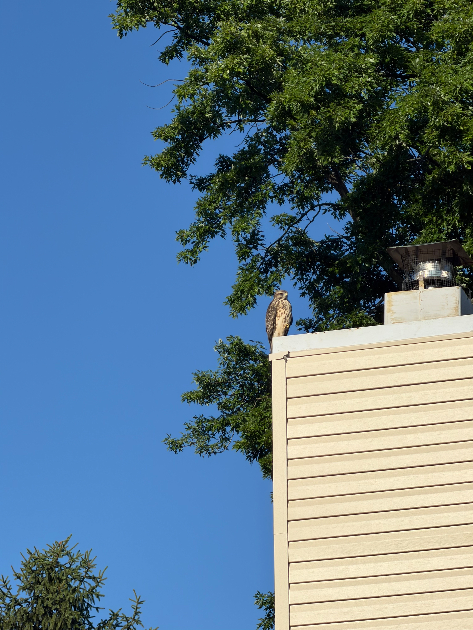 A bird is perched on the corner of a building ledge surrounded by green trees under a clear blue sky.