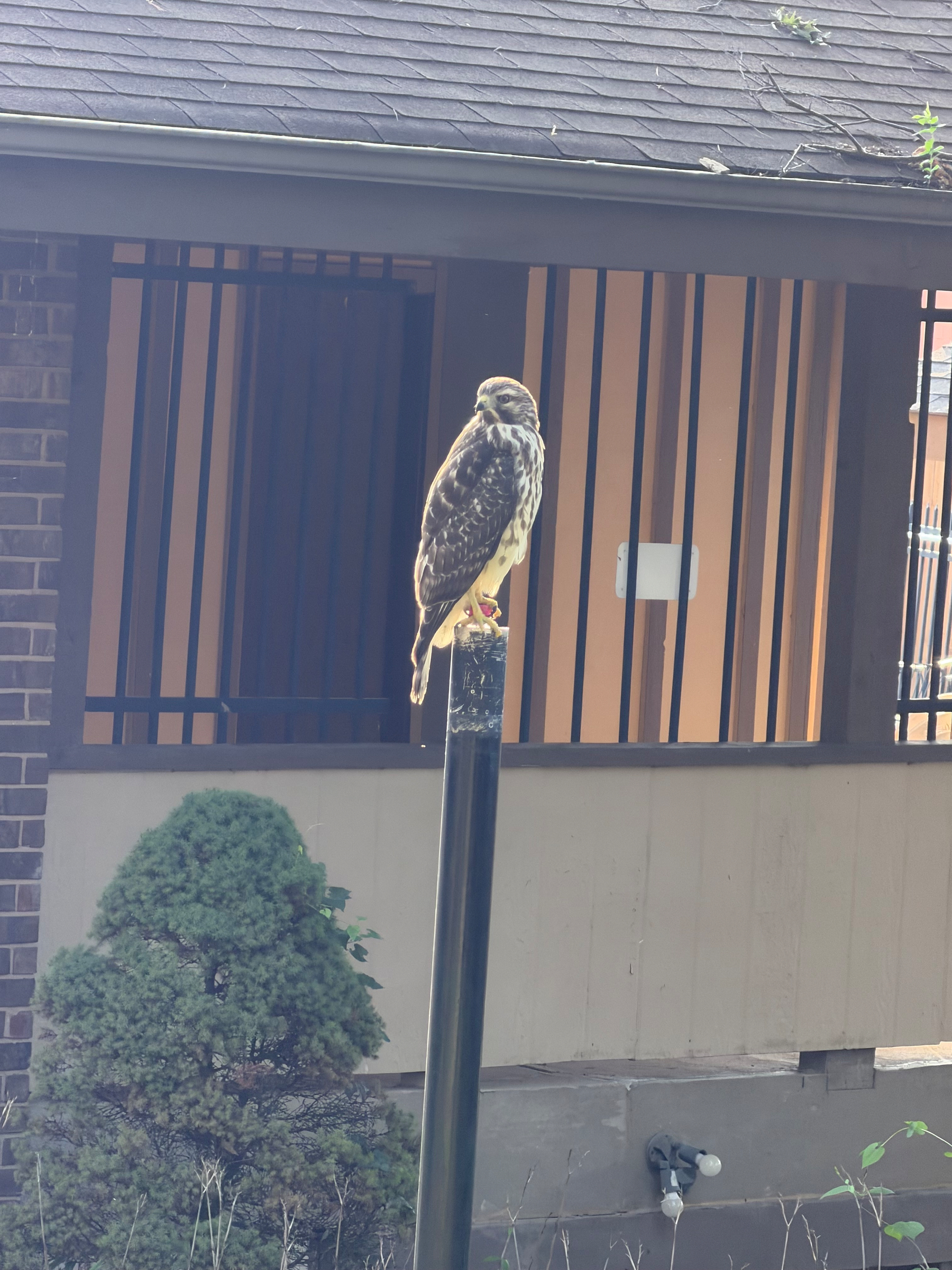 A bird of prey is perched on top of a black pole in front of a building with bars and a small tree nearby.