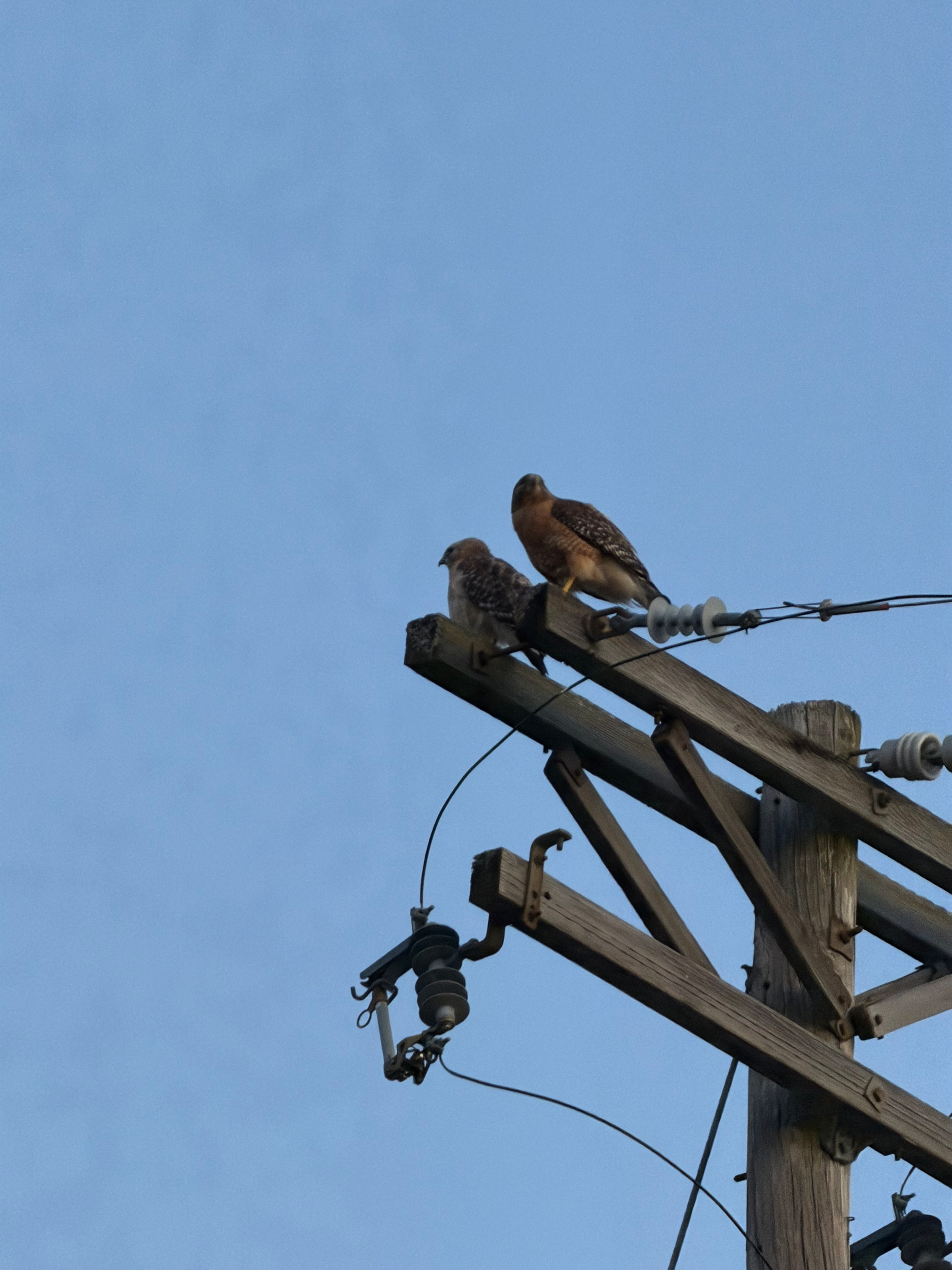 Two birds are perched on a utility pole against a clear blue sky.