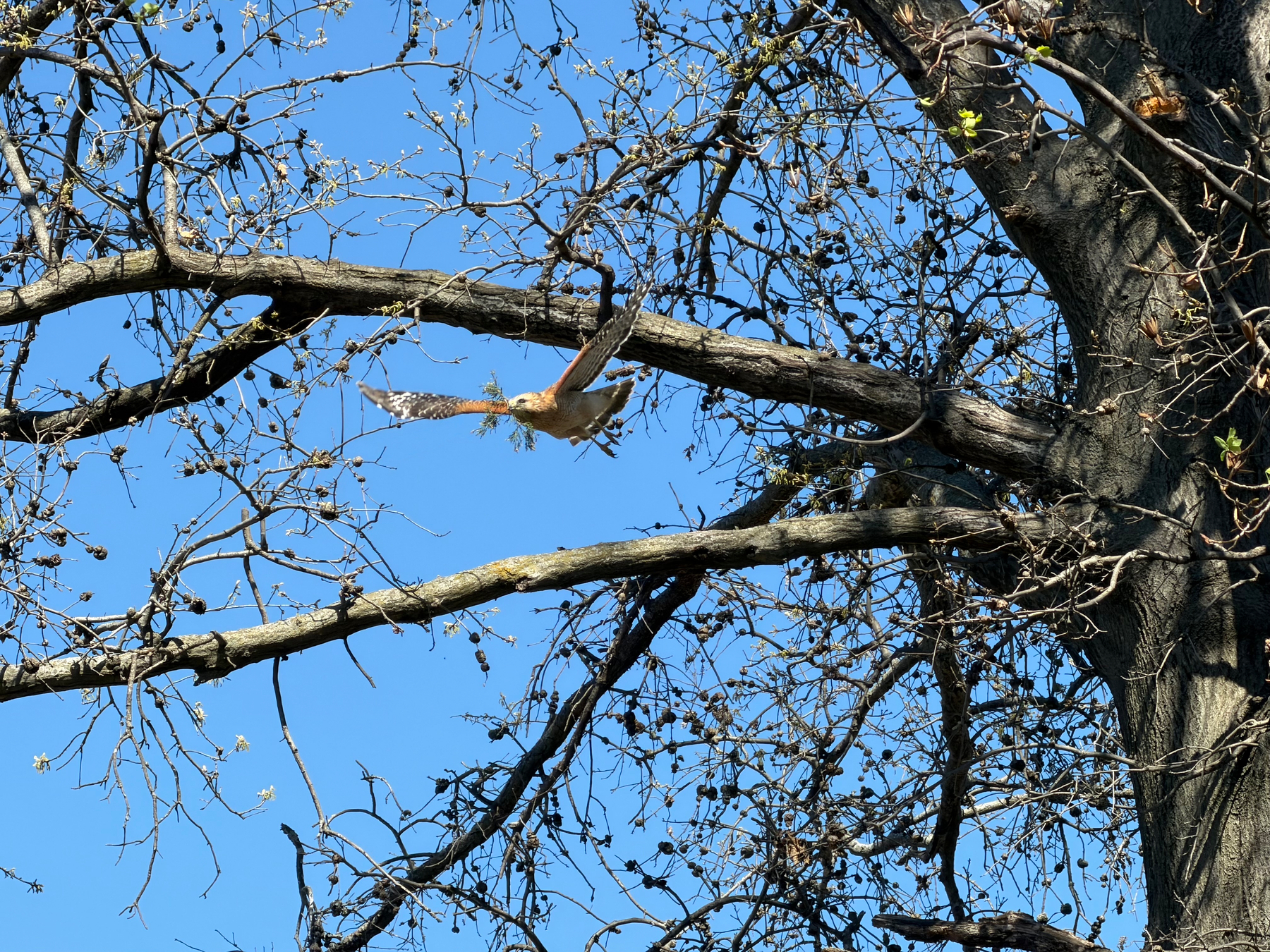 A bird is flying off from the branches of a tree against a clear blue sky.