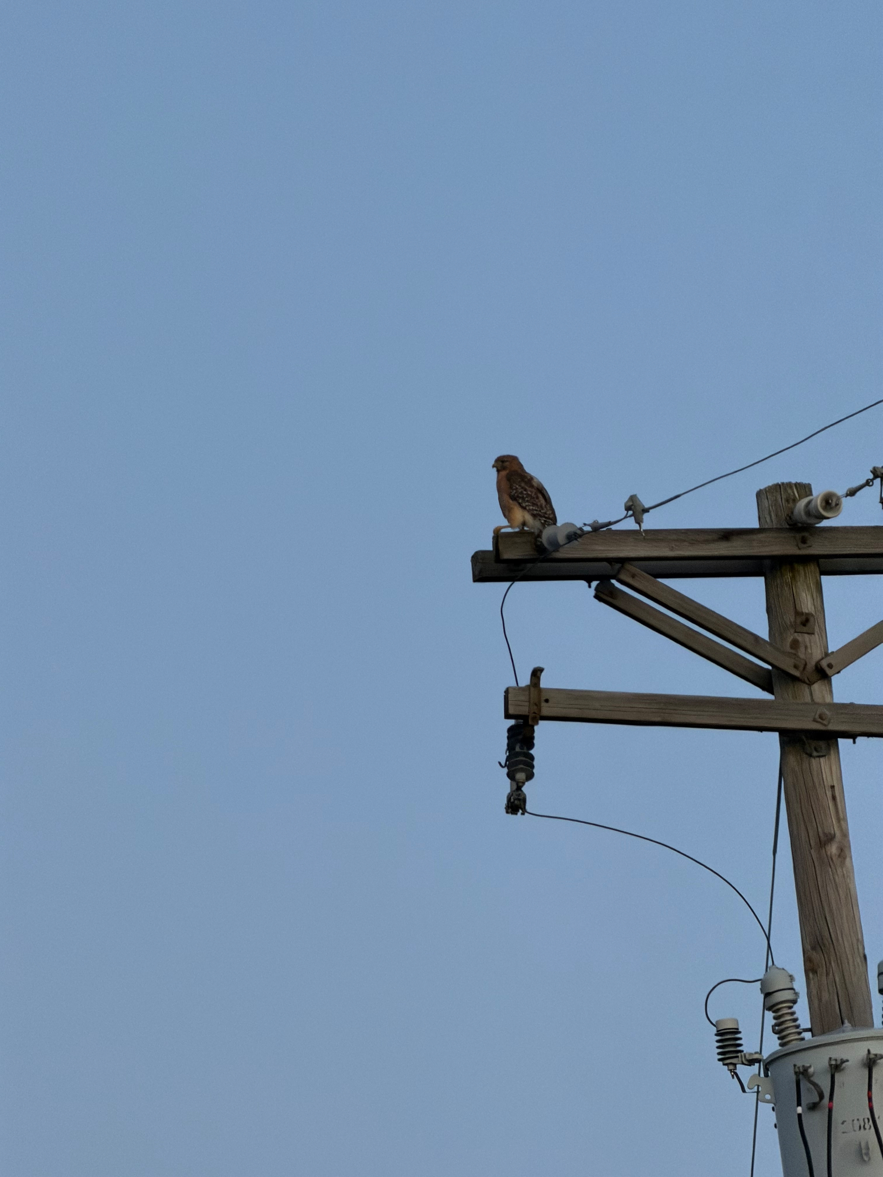 A bird is perched on a wooden utility pole against a clear sky.