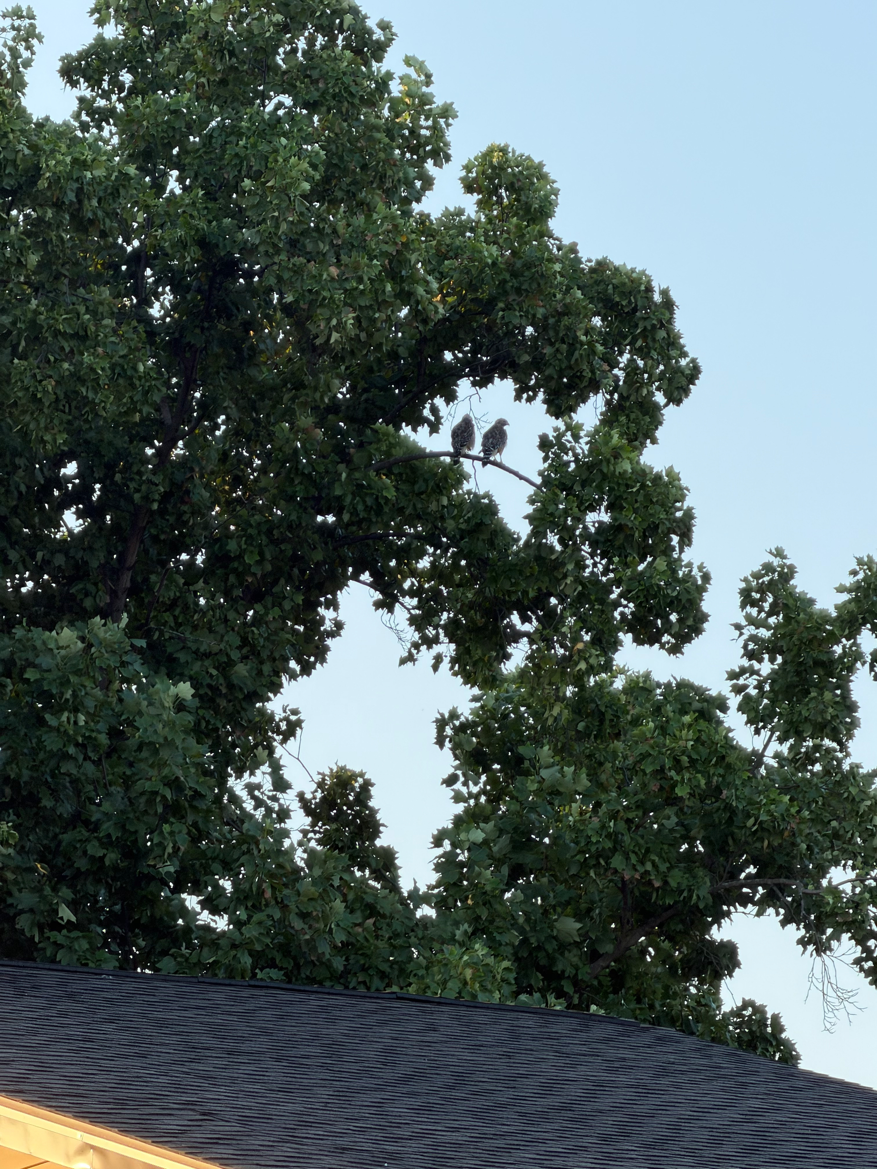Two birds are perched side by side on a tree branch above the roof of a house.
