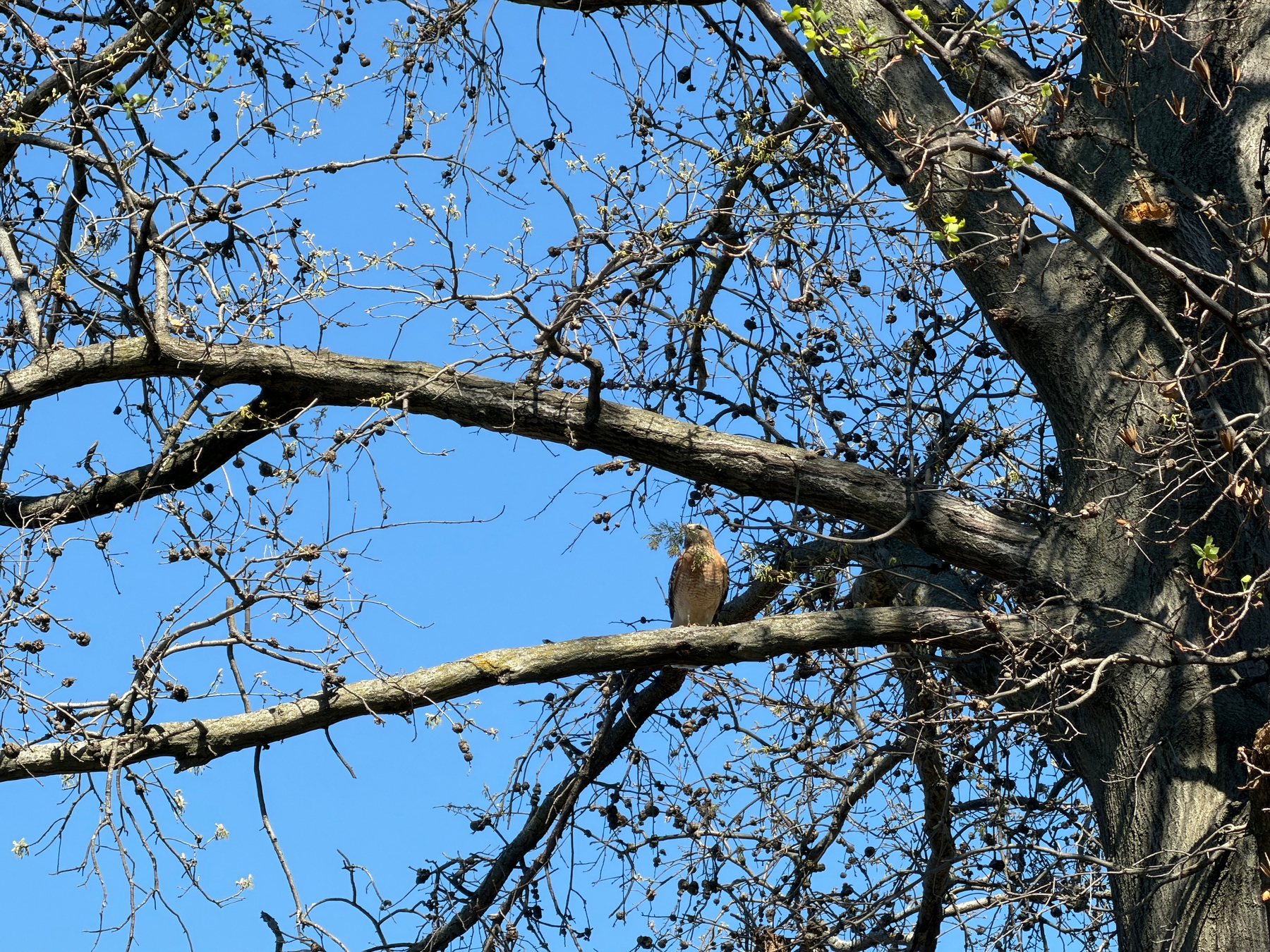 A bird is perched on a bare tree branch against a clear blue sky.