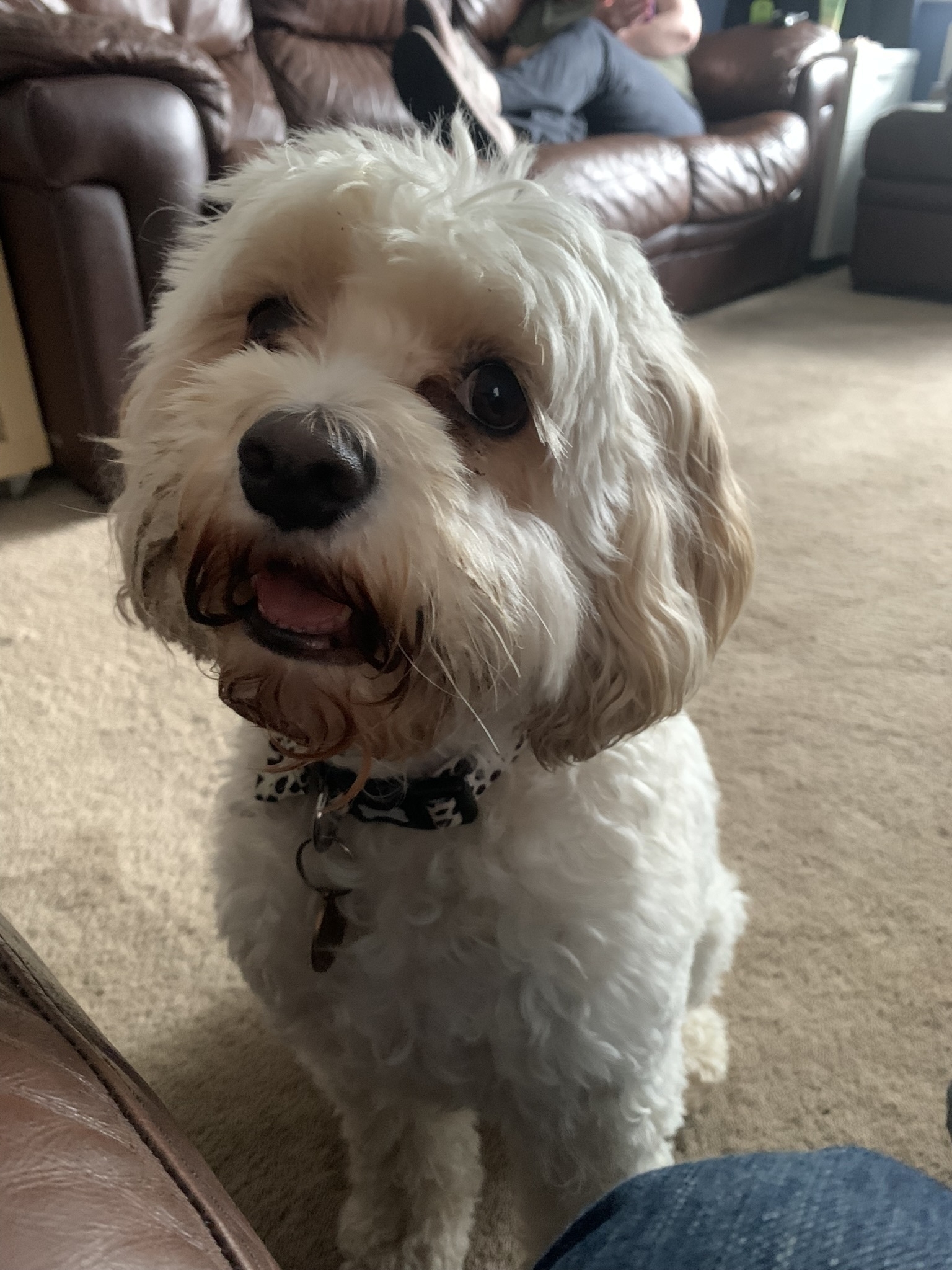 Ruby dog, a white and ginger cavachon. RIP 07/2024. ❤️