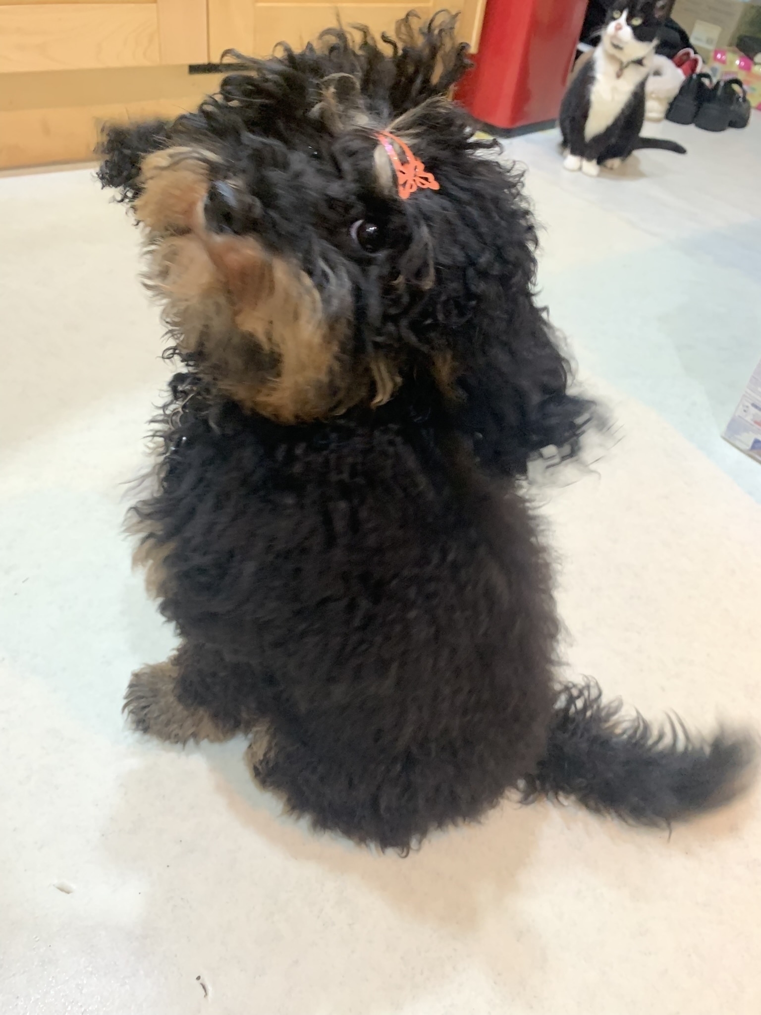 Pumpkin puppy in the kitchen, looking cute, her head on one side. She’s actually looking at the doughnut my wife is holding above my head. Mollie cat is looking on from the background, wondering what the fuss is about. Mollie, our matriarch, does not like doughnuts.