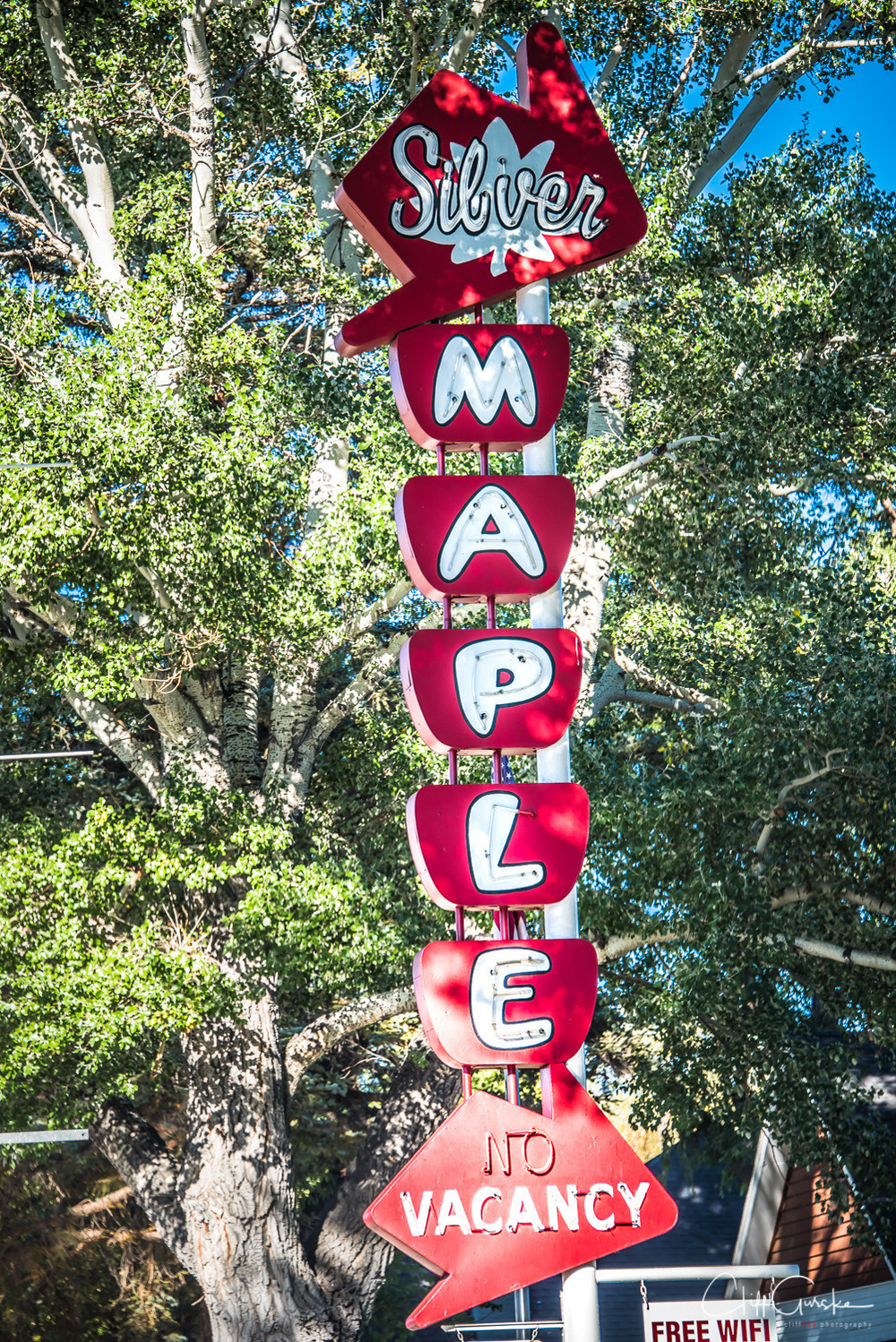 A vertically oriented retro sign on a tree-lined background reads Silver Maple No Vacancy.