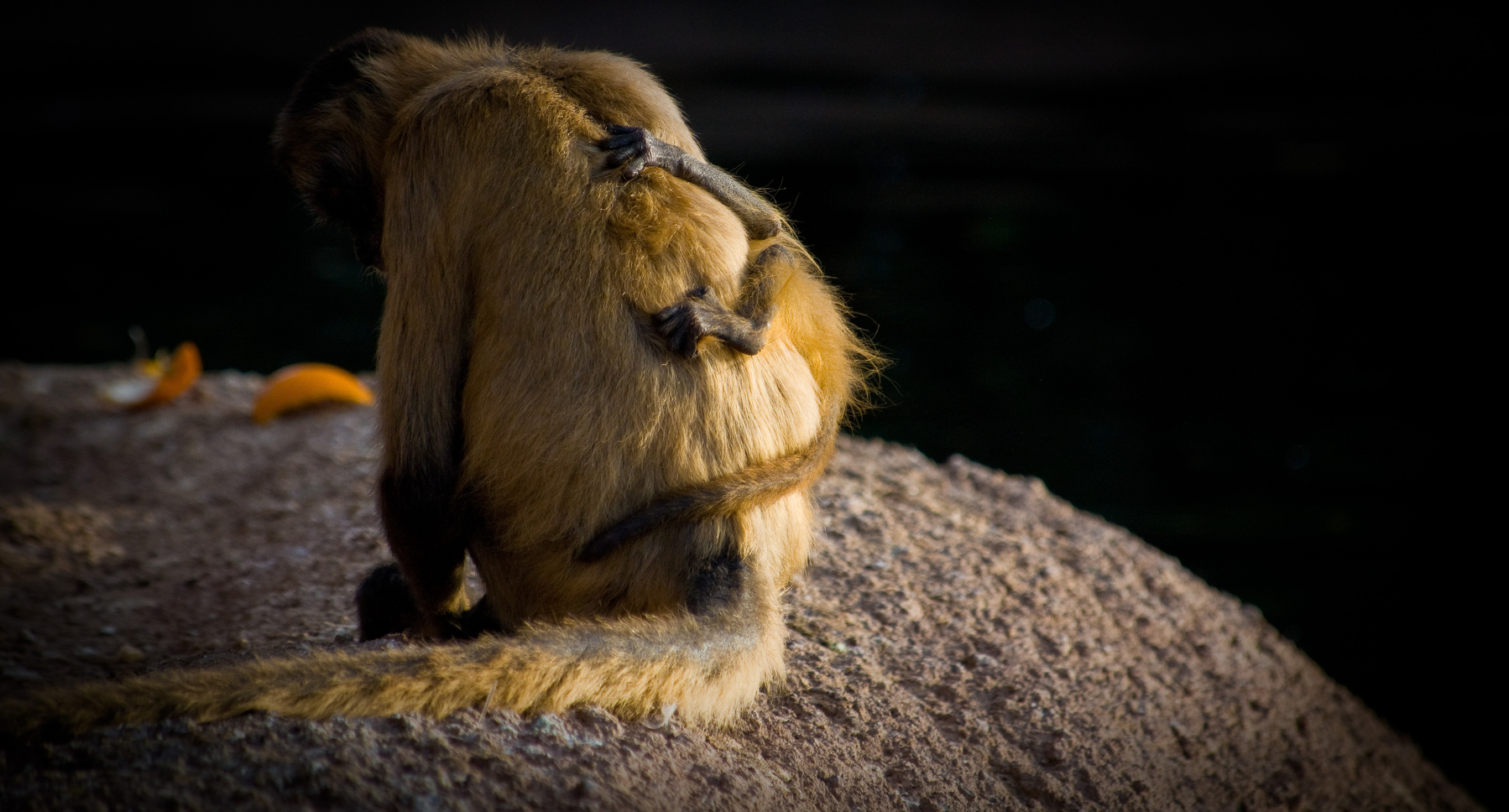 Auto-generated description: A monkey with a baby clinging to its back sits on a rocky surface.