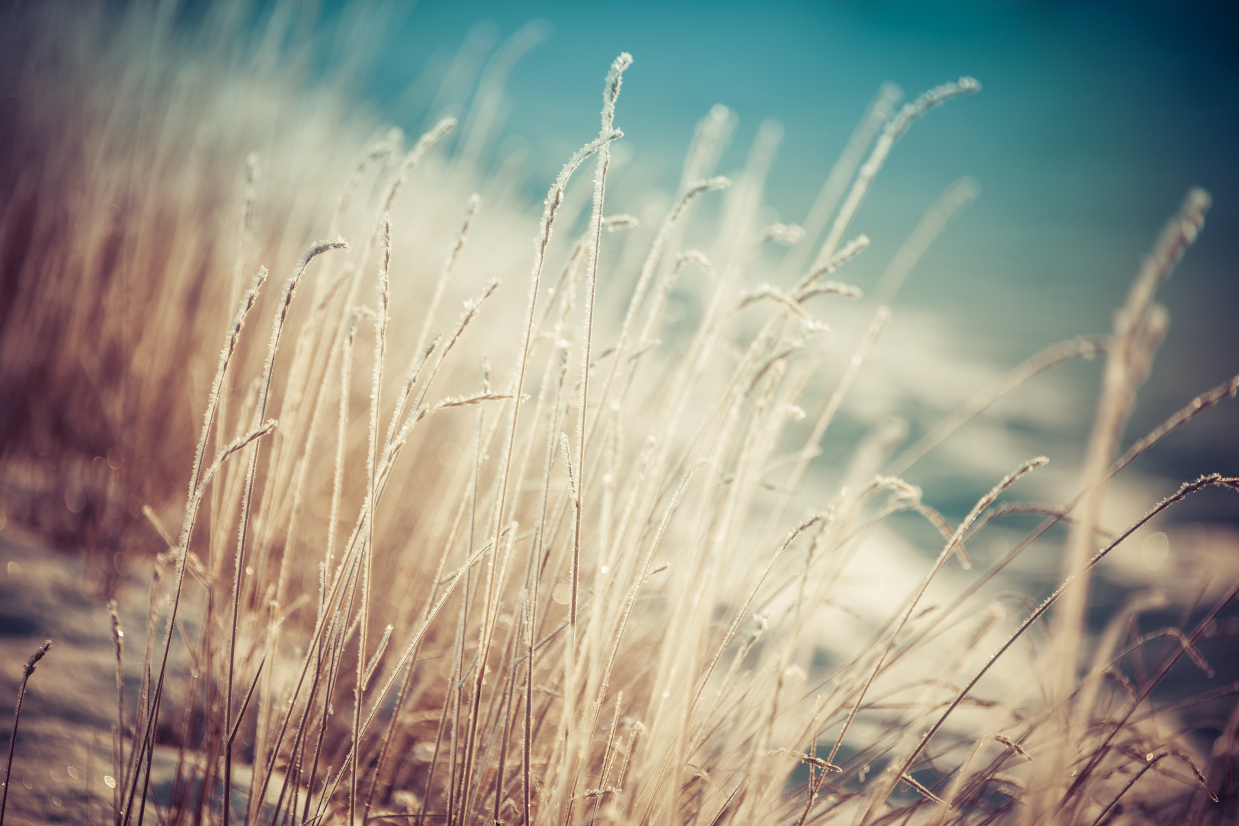 Auto-generated description: Delicate grasses sway gently against a blurred, tranquil blue background.