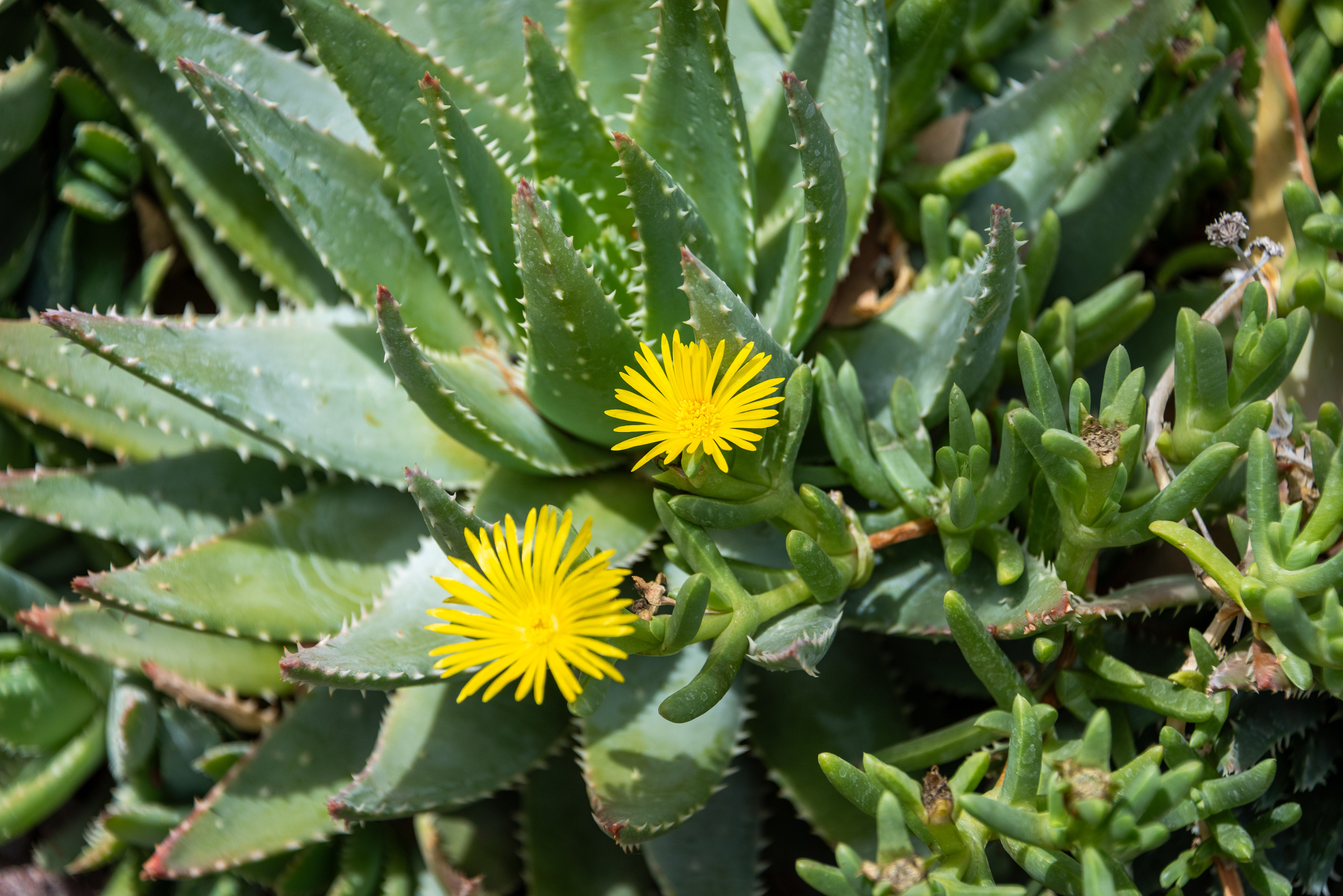 Auto-generated description: Aloe vera plants are surrounded by greenery, featuring two bright yellow flowers.