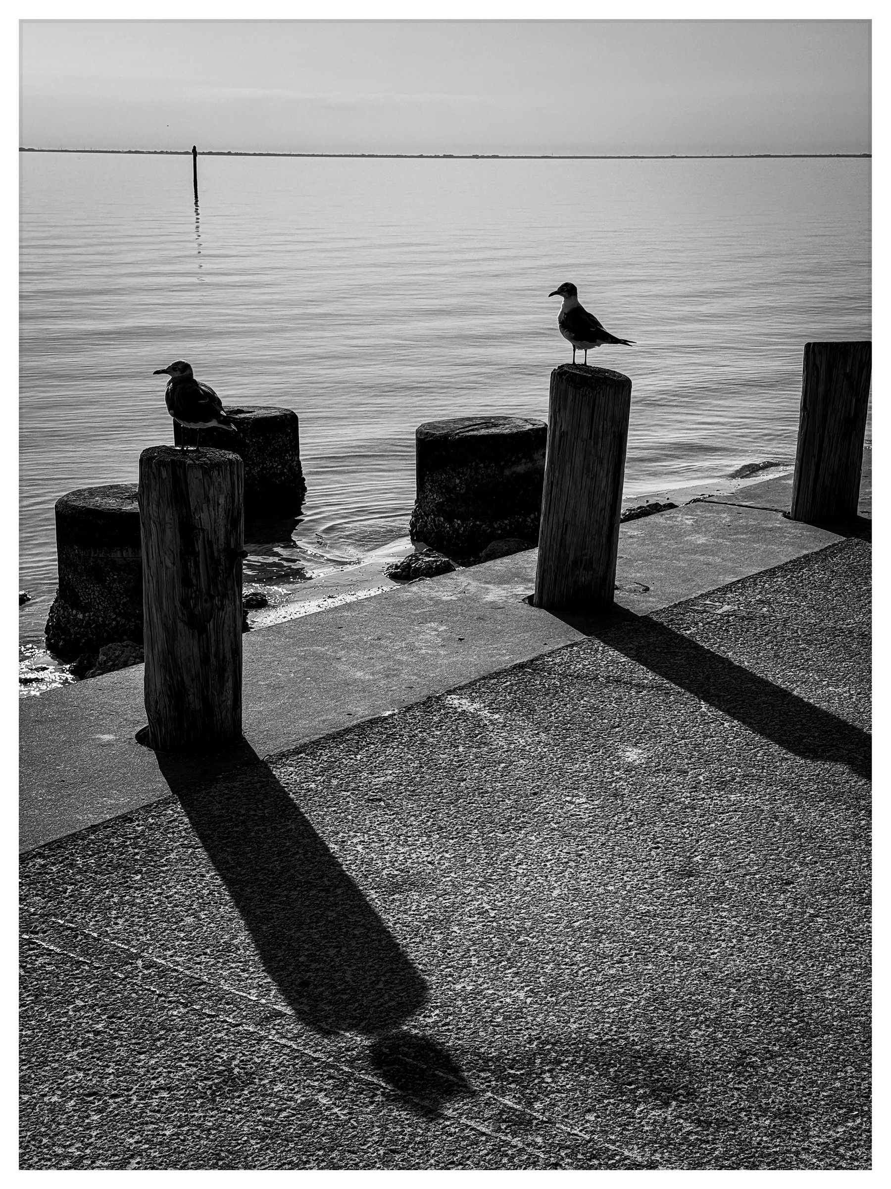 Two birds are perched on posts beside a calm body of water, casting long shadows on the pavement.