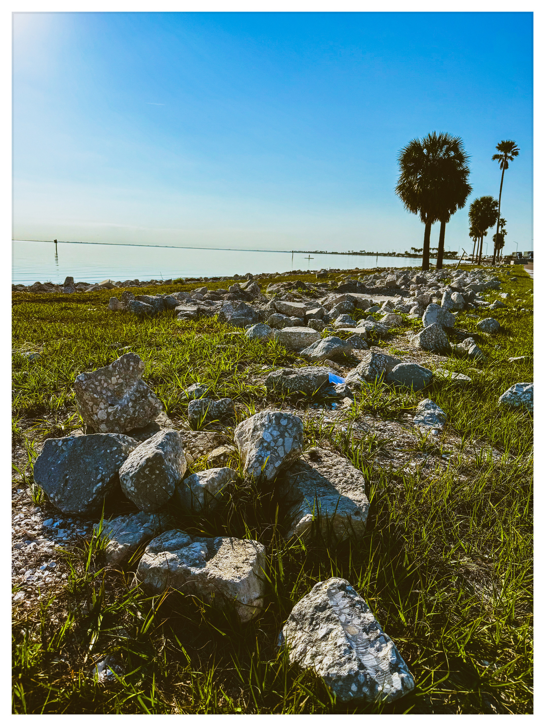 A rocky shoreline with scattered stones, grass, and palm trees overlooks a calm body of water under a clear blue sky.