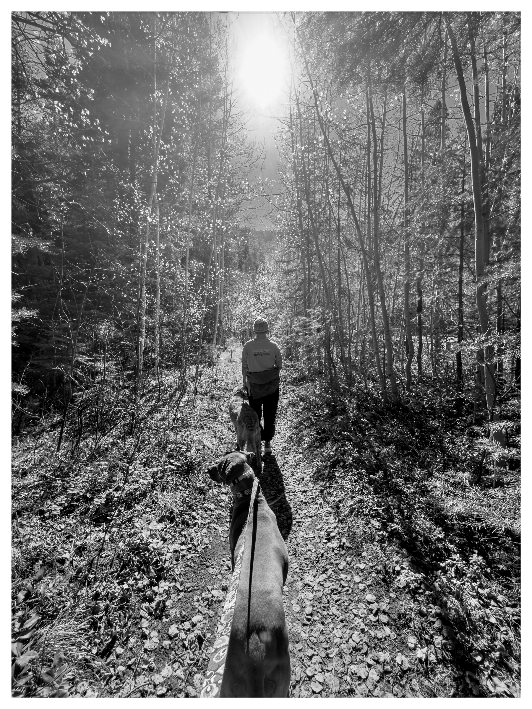 Auto-generated description: A person walks two dogs on a wooded trail, with sunlight filtering through the trees.