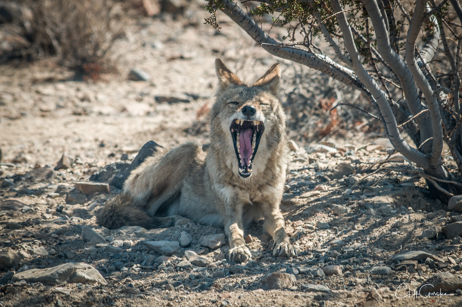 Auto-generated description: A coyote is lying on rocky ground with its mouth wide open as if yawning.