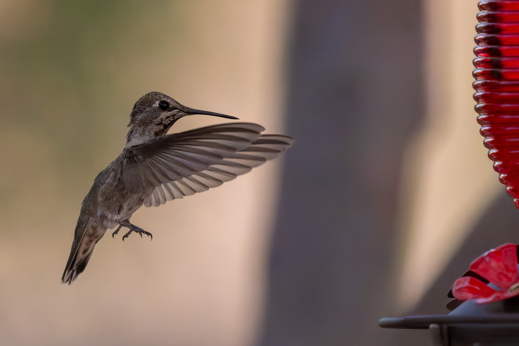 Auto-generated description: A hummingbird hovers near a red feeder with its wings gracefully extended.