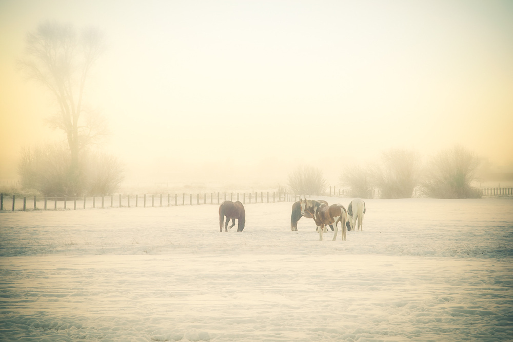 Auto-generated description: Horses graze in a foggy, snow-covered field with a soft pastel sky.